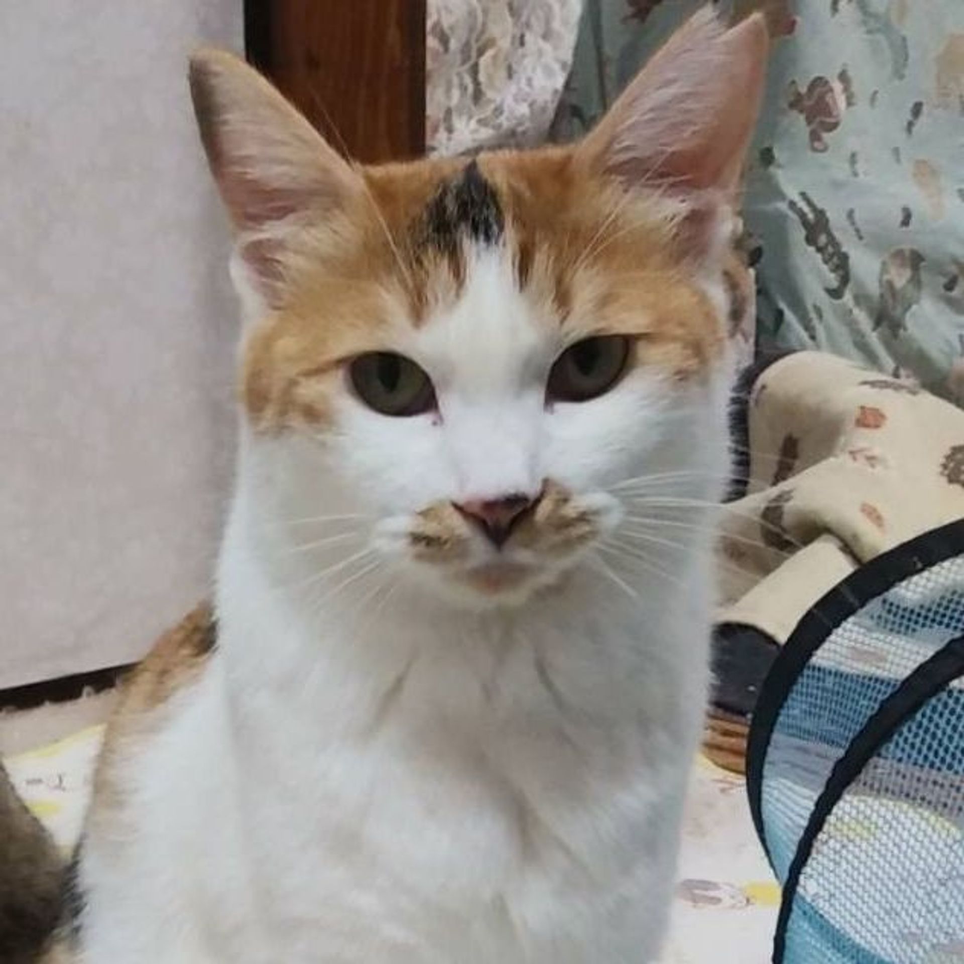 雑種（ミックス猫）・メスの里親募集の写真