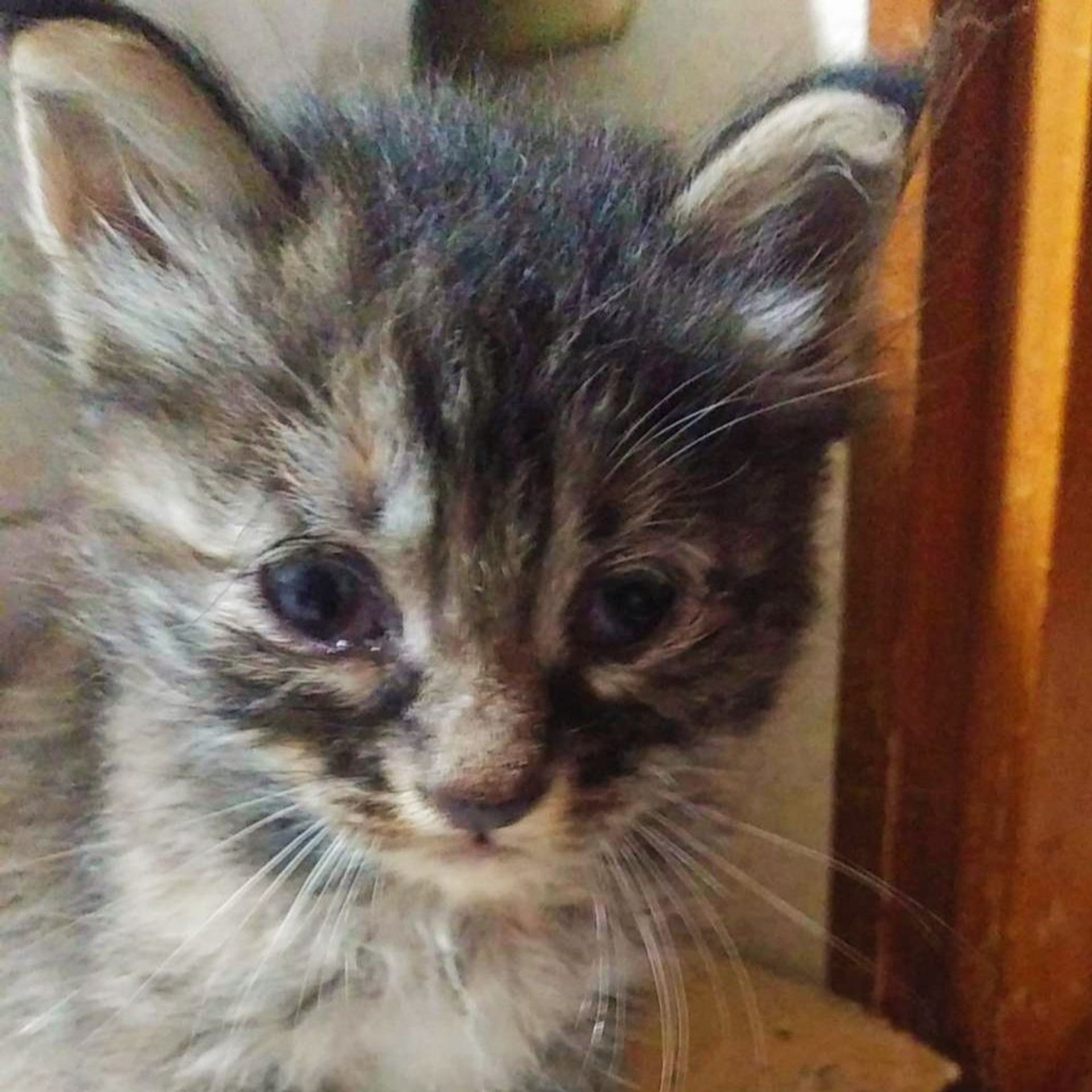 雑種（ミックス猫）・メスの里親募集の写真