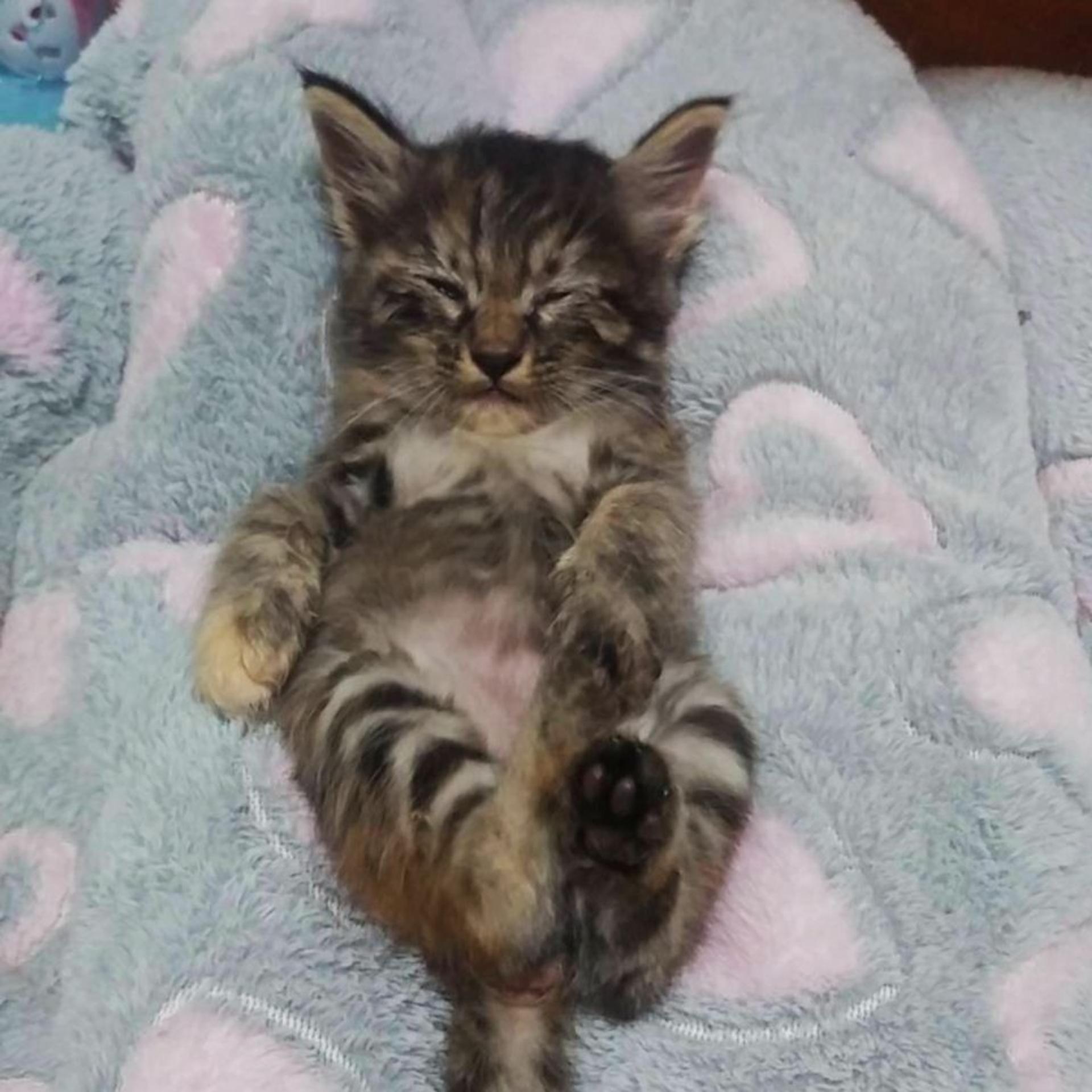pet-image-2