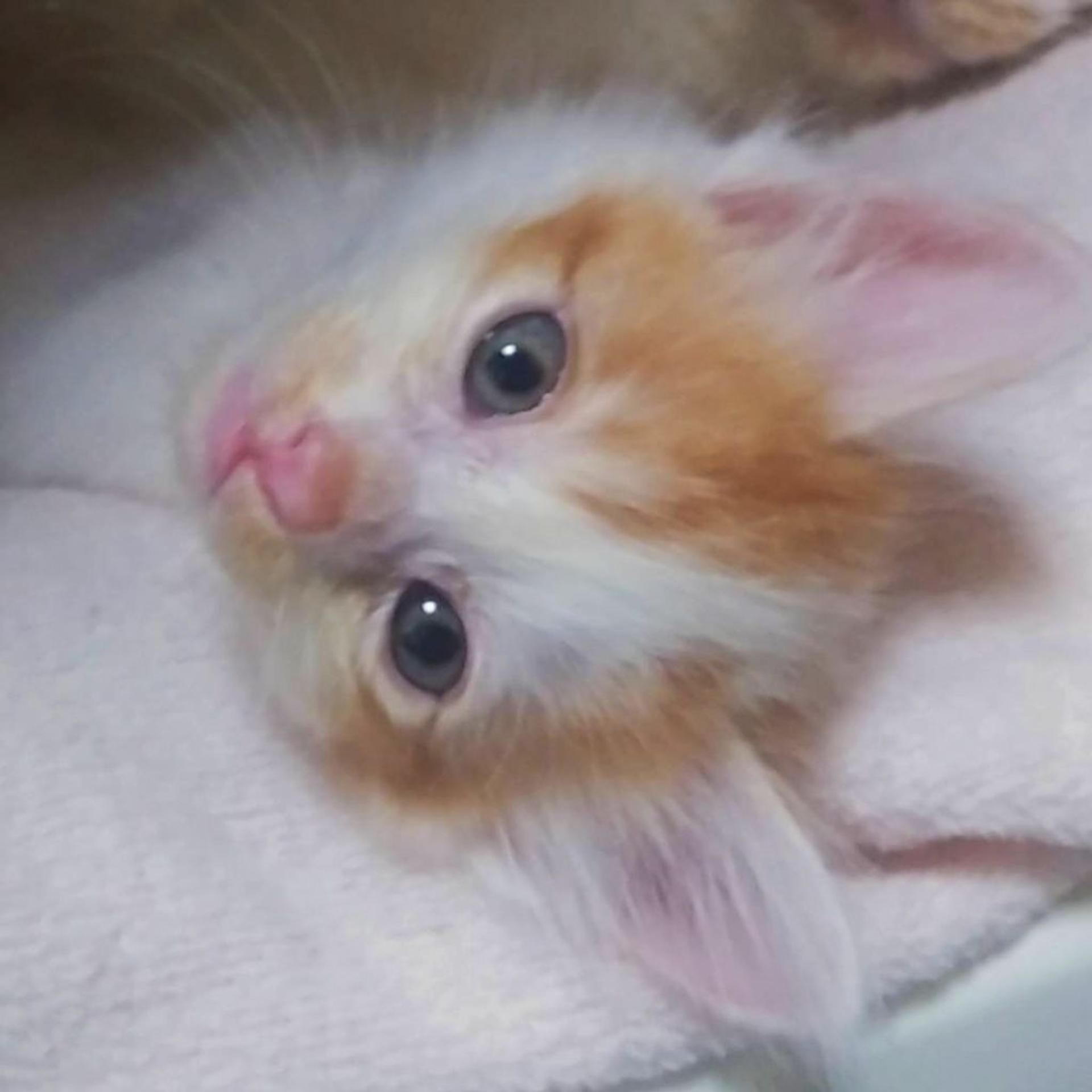 pet-image-4