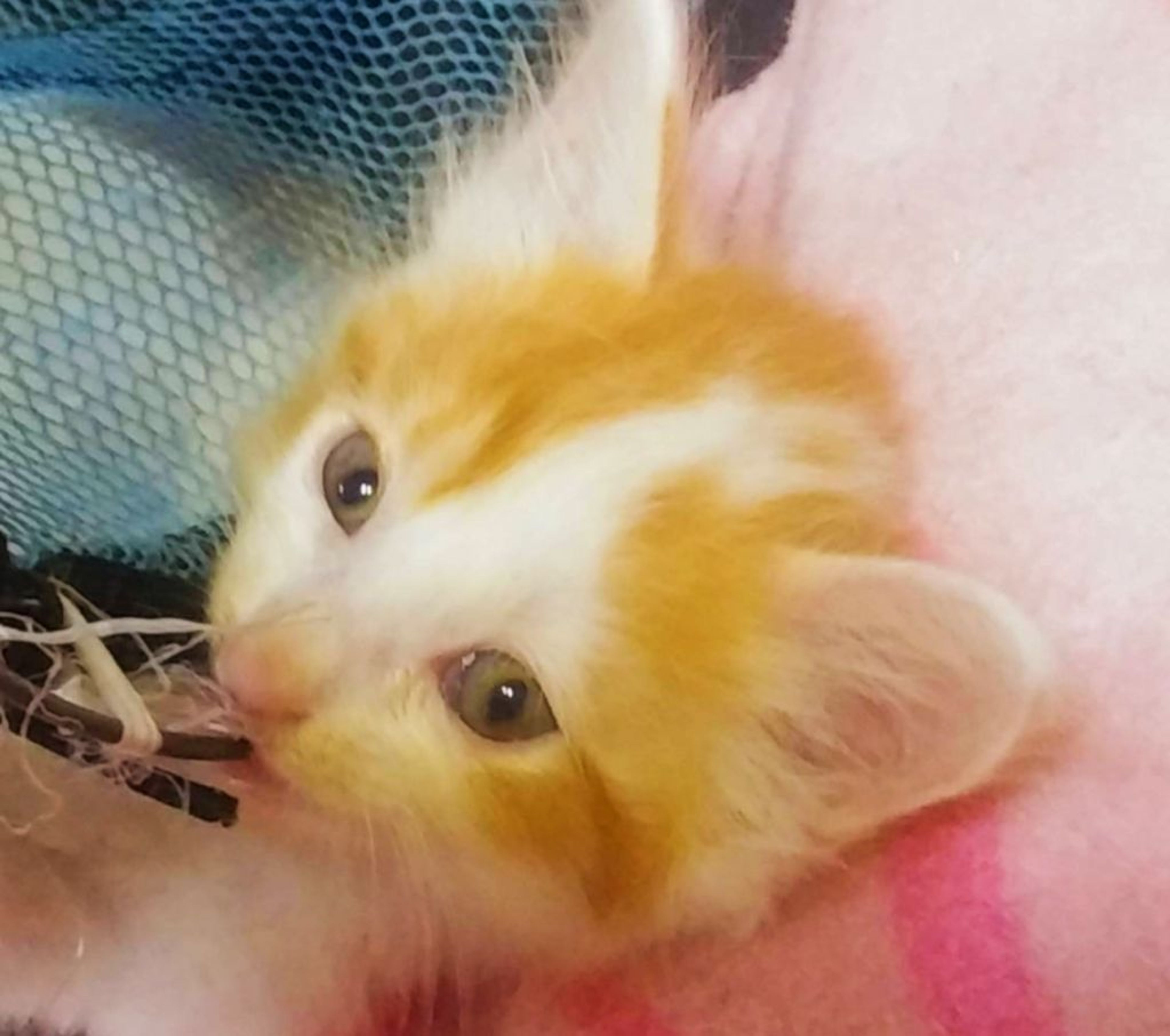 pet-image-5