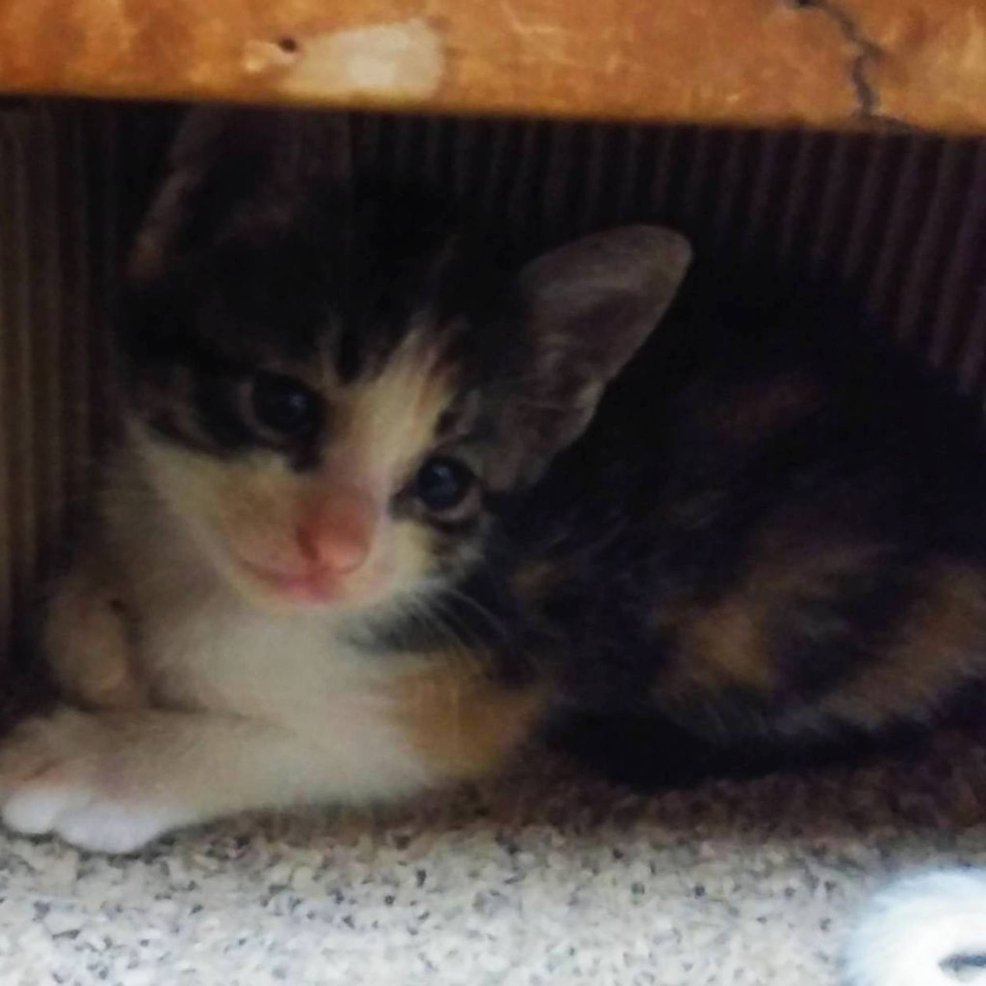 雑種（ミックス猫）・メスの里親募集の写真