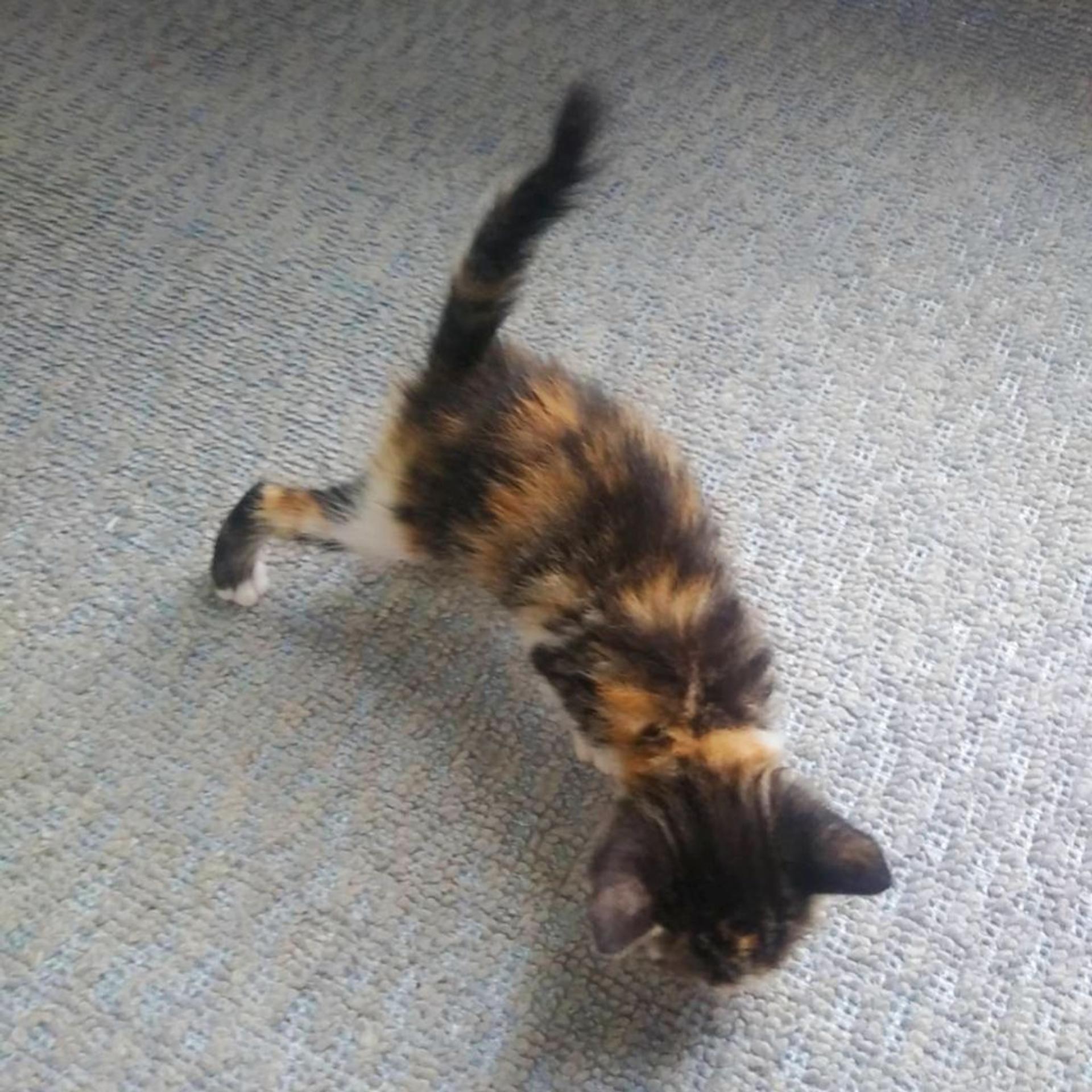 pet-image-5