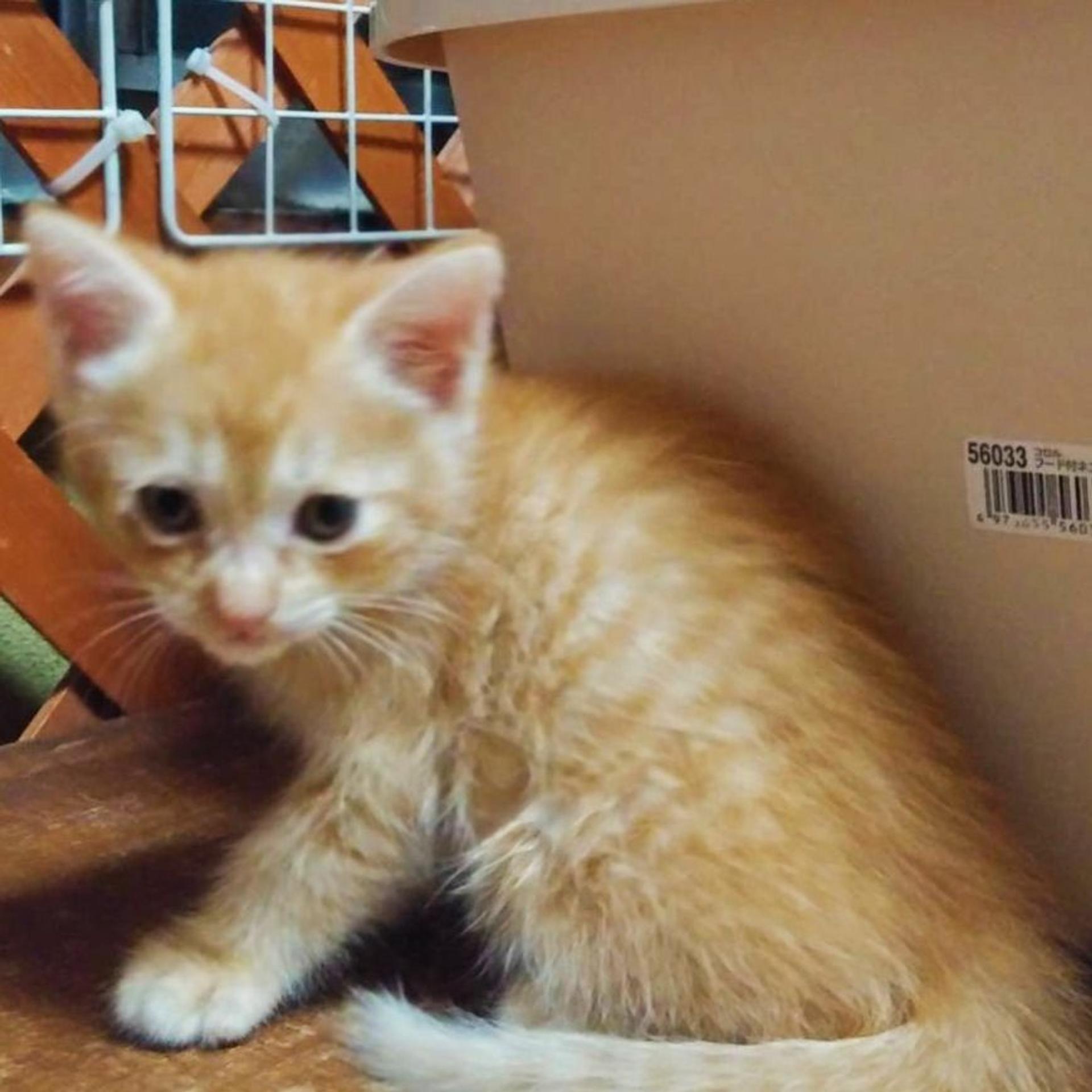 pet-image-2