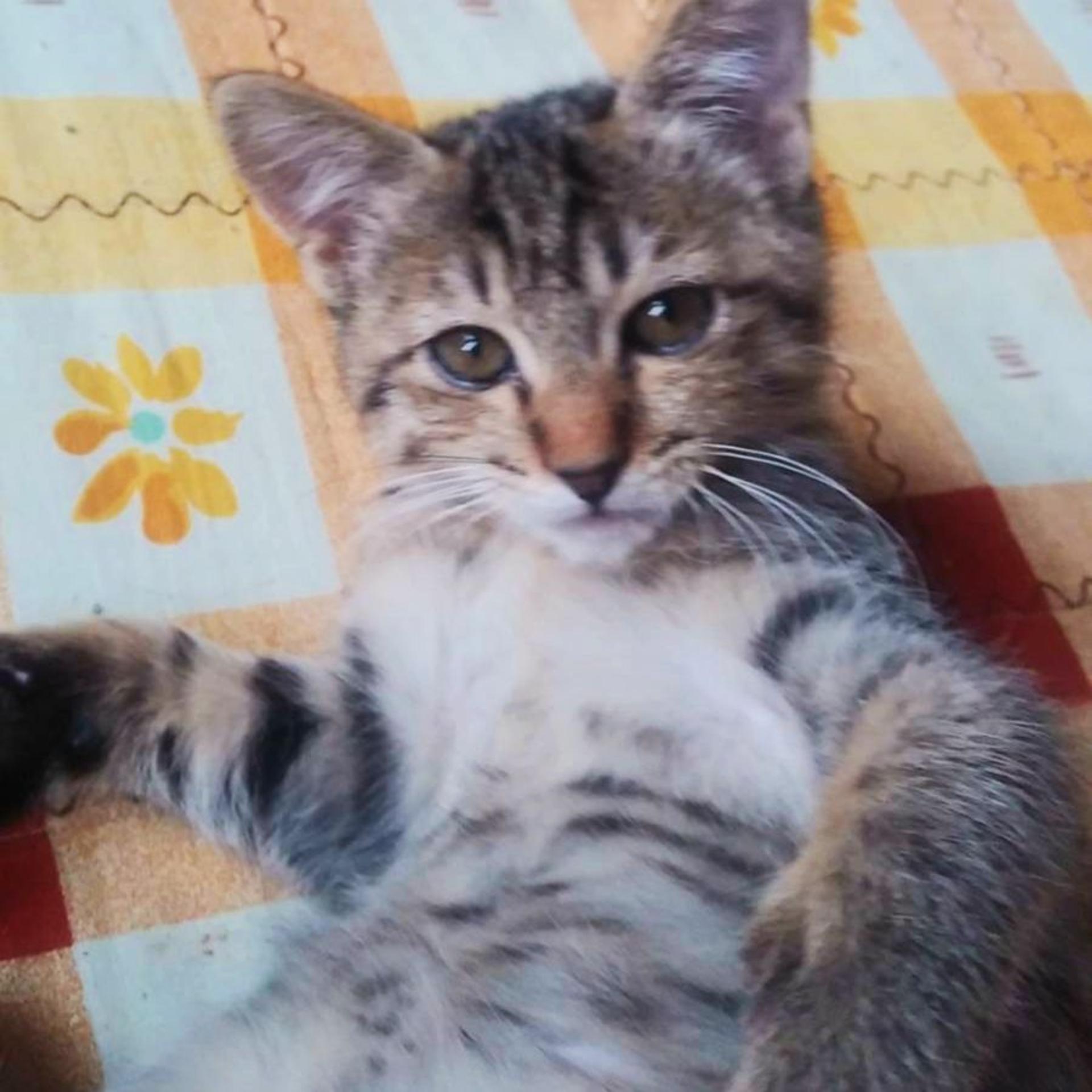 pet-image-2