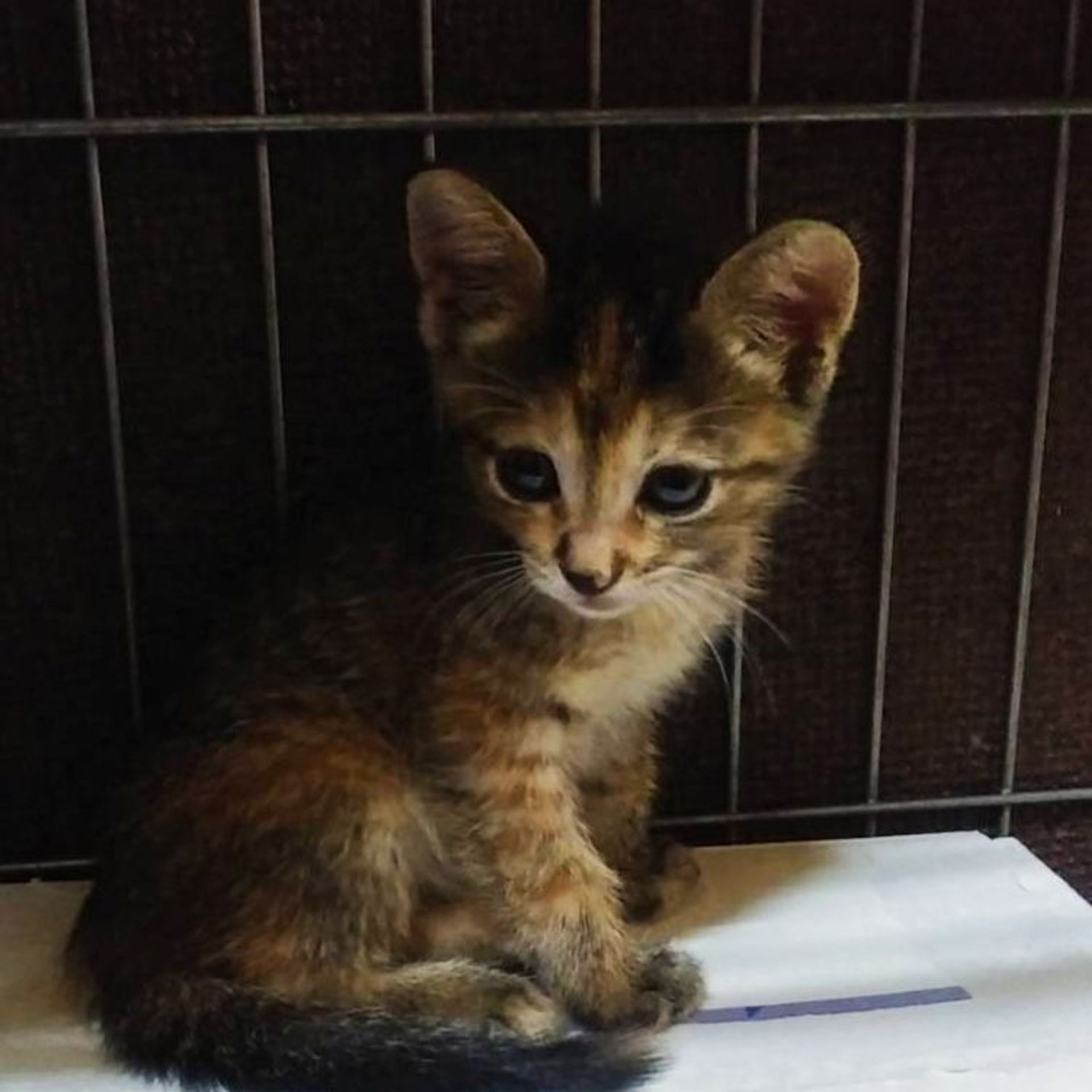 雑種（ミックス猫）・メスの里親募集の写真