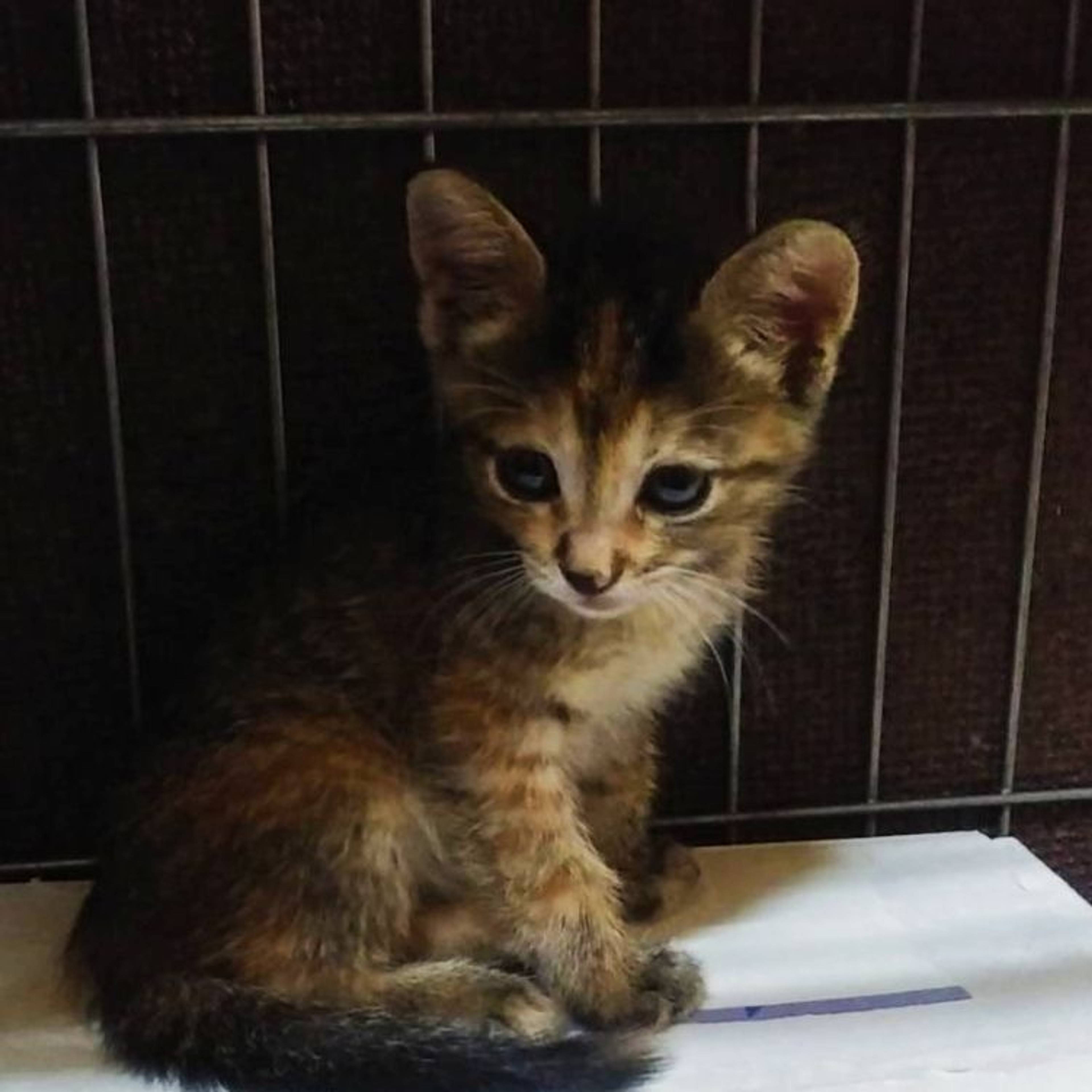雑種（ミックス猫）・メスの里親募集の写真