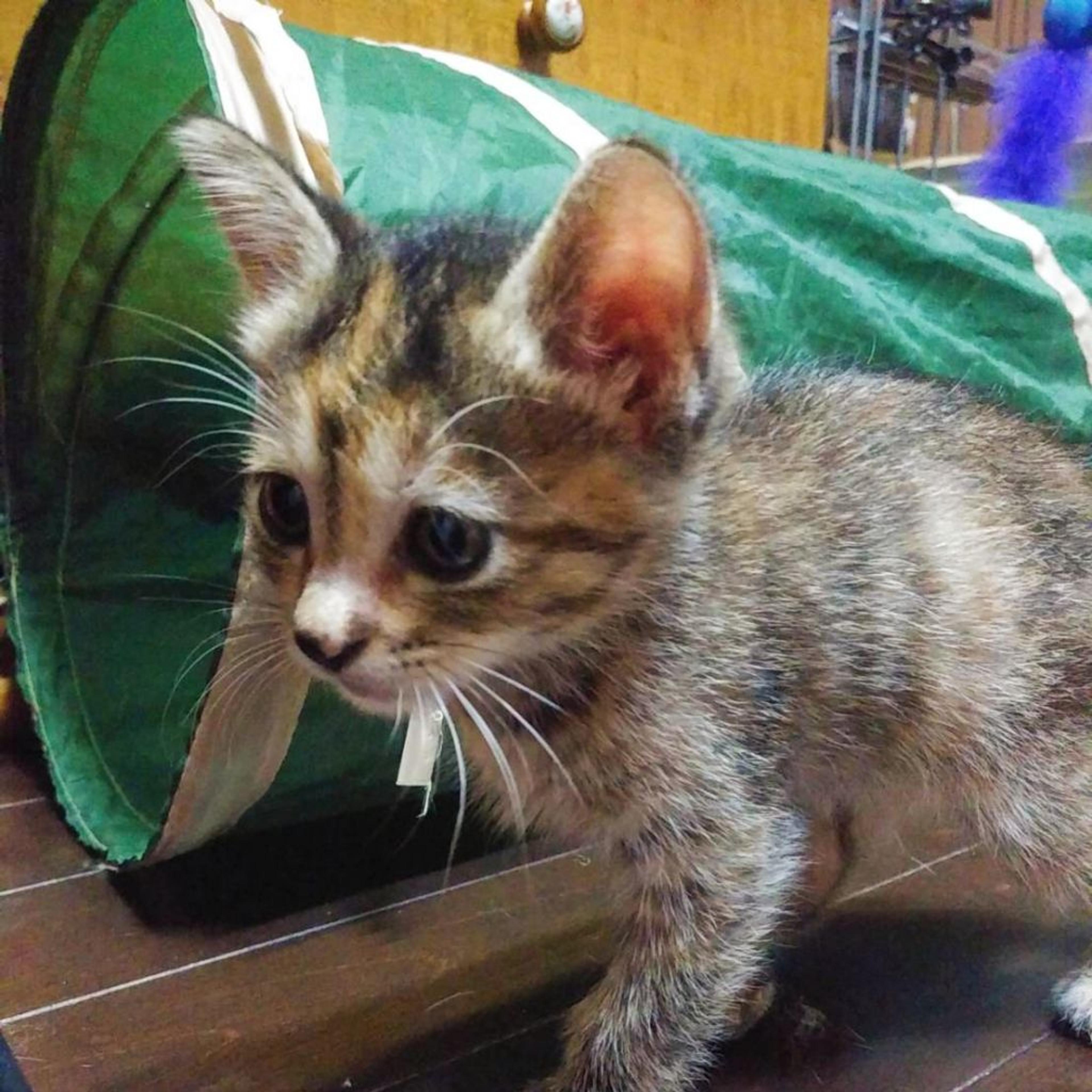 pet-image-2
