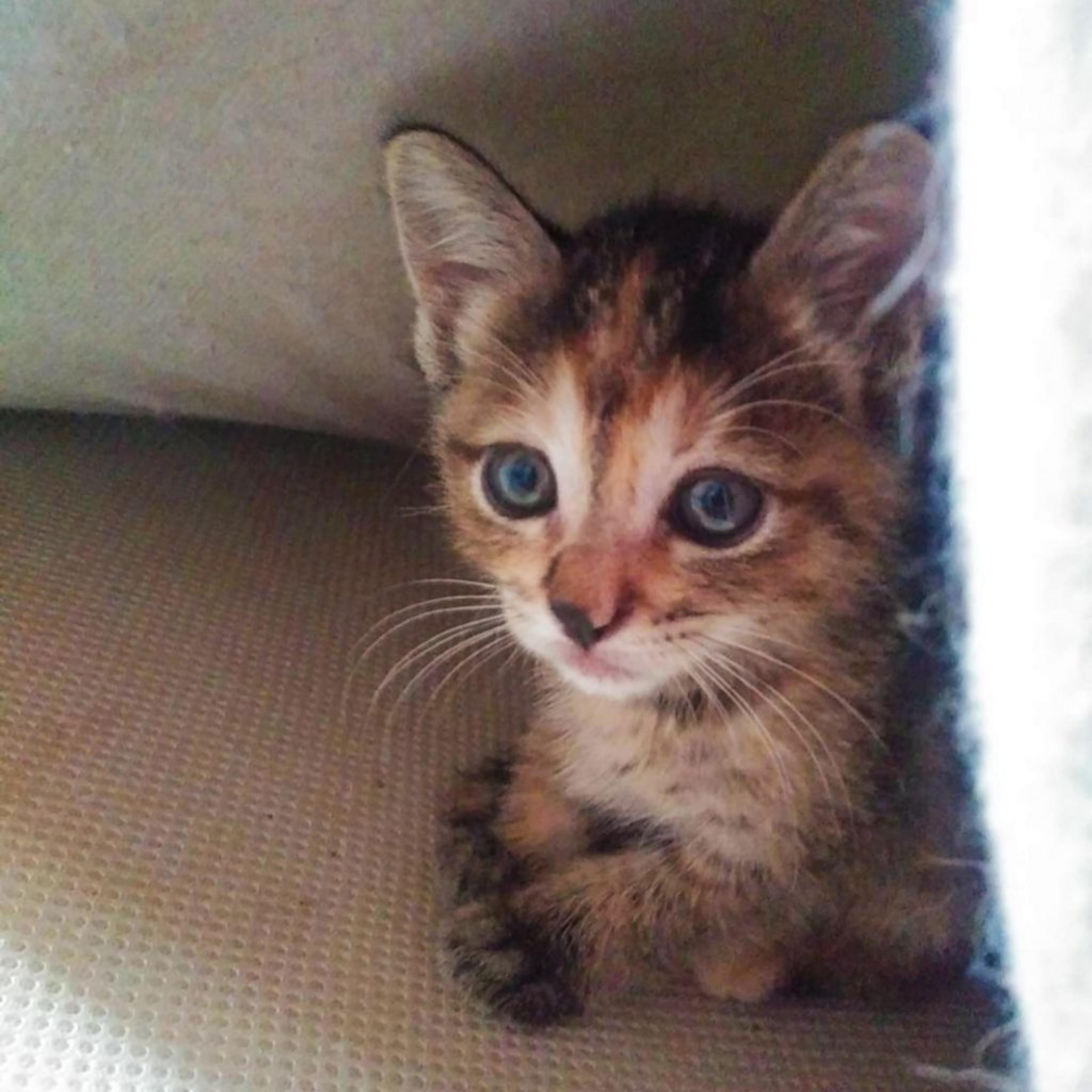 pet-image-4