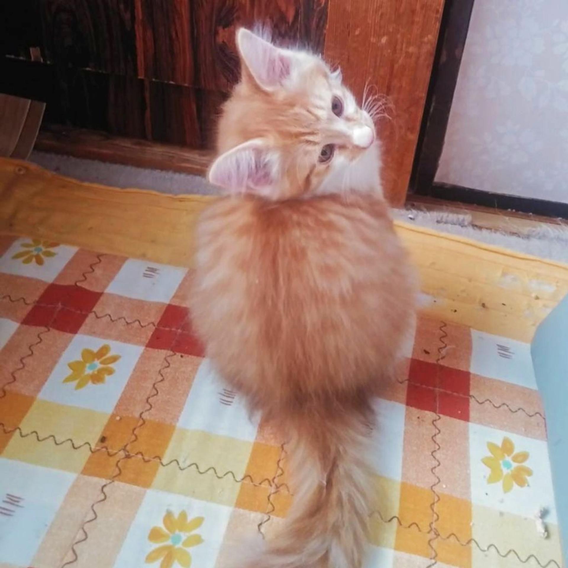 pet-image-2