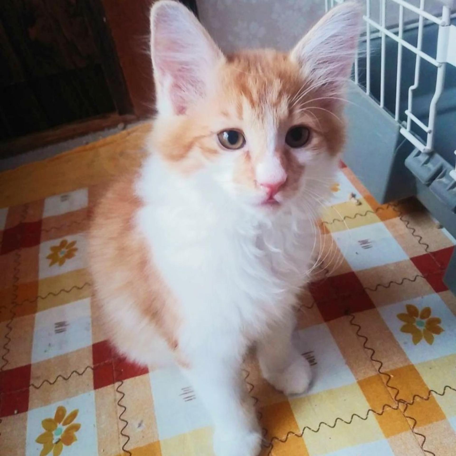 pet-image-3