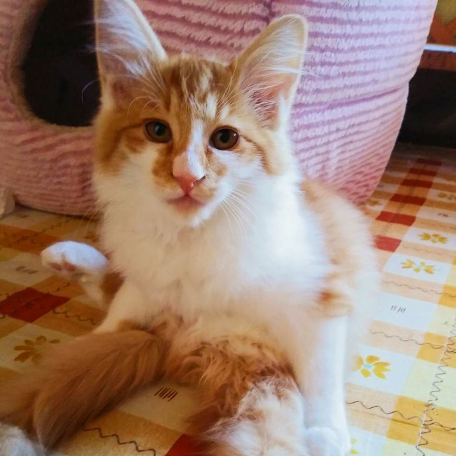 雑種（ミックス猫）・オスの里親募集の写真