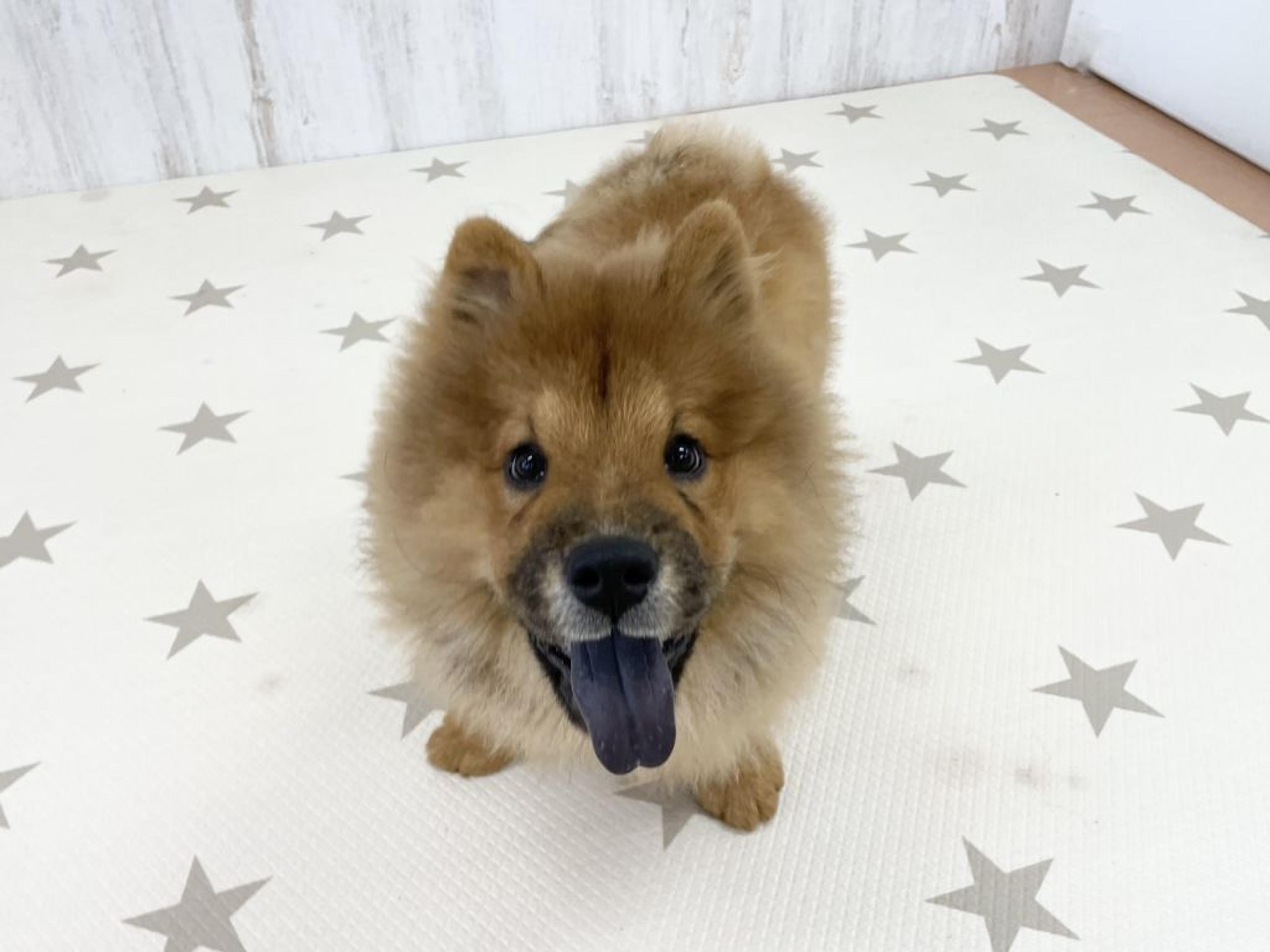 pet-image-2
