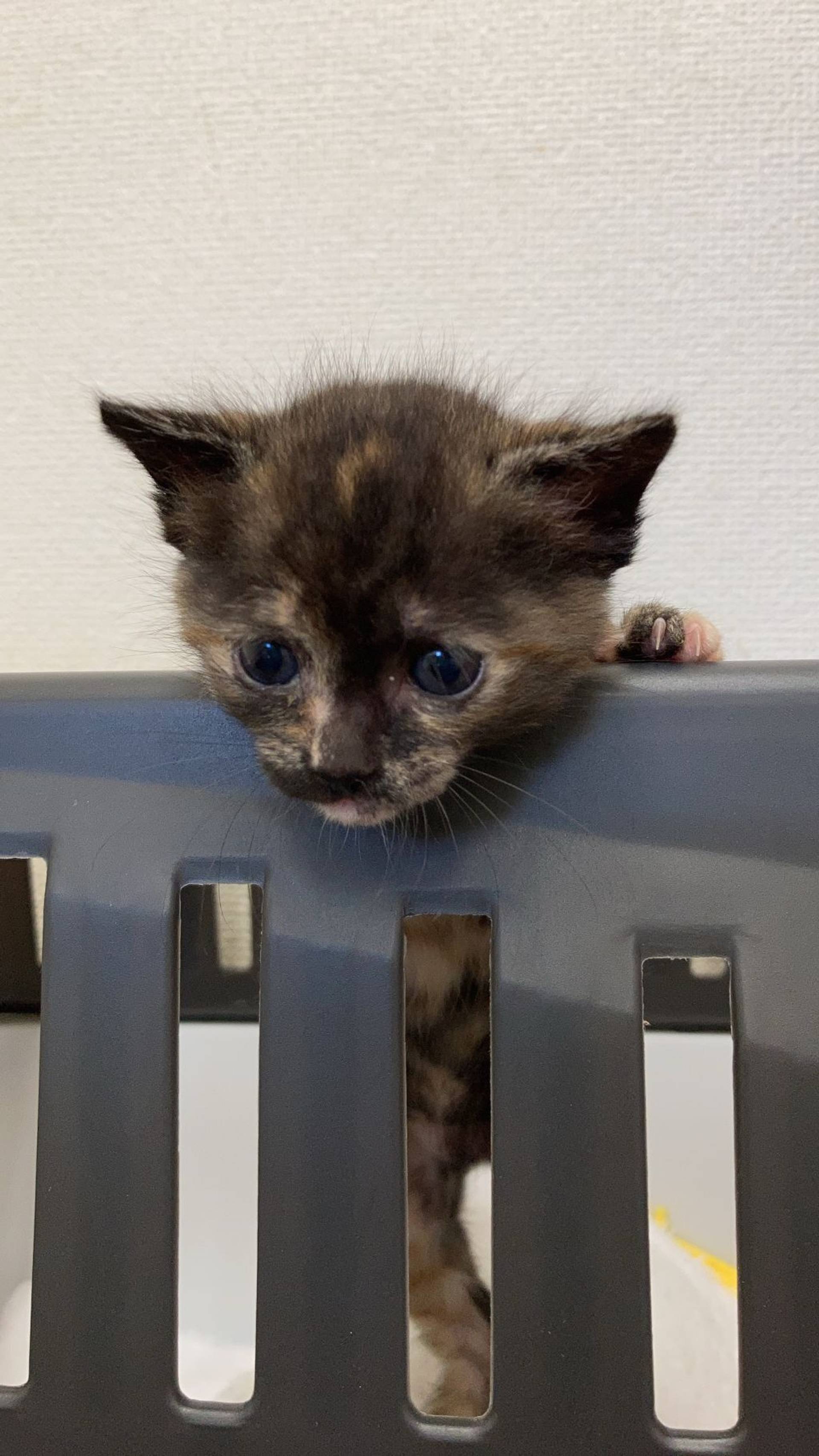 雑種（ミックス猫）・メスの里親募集の写真