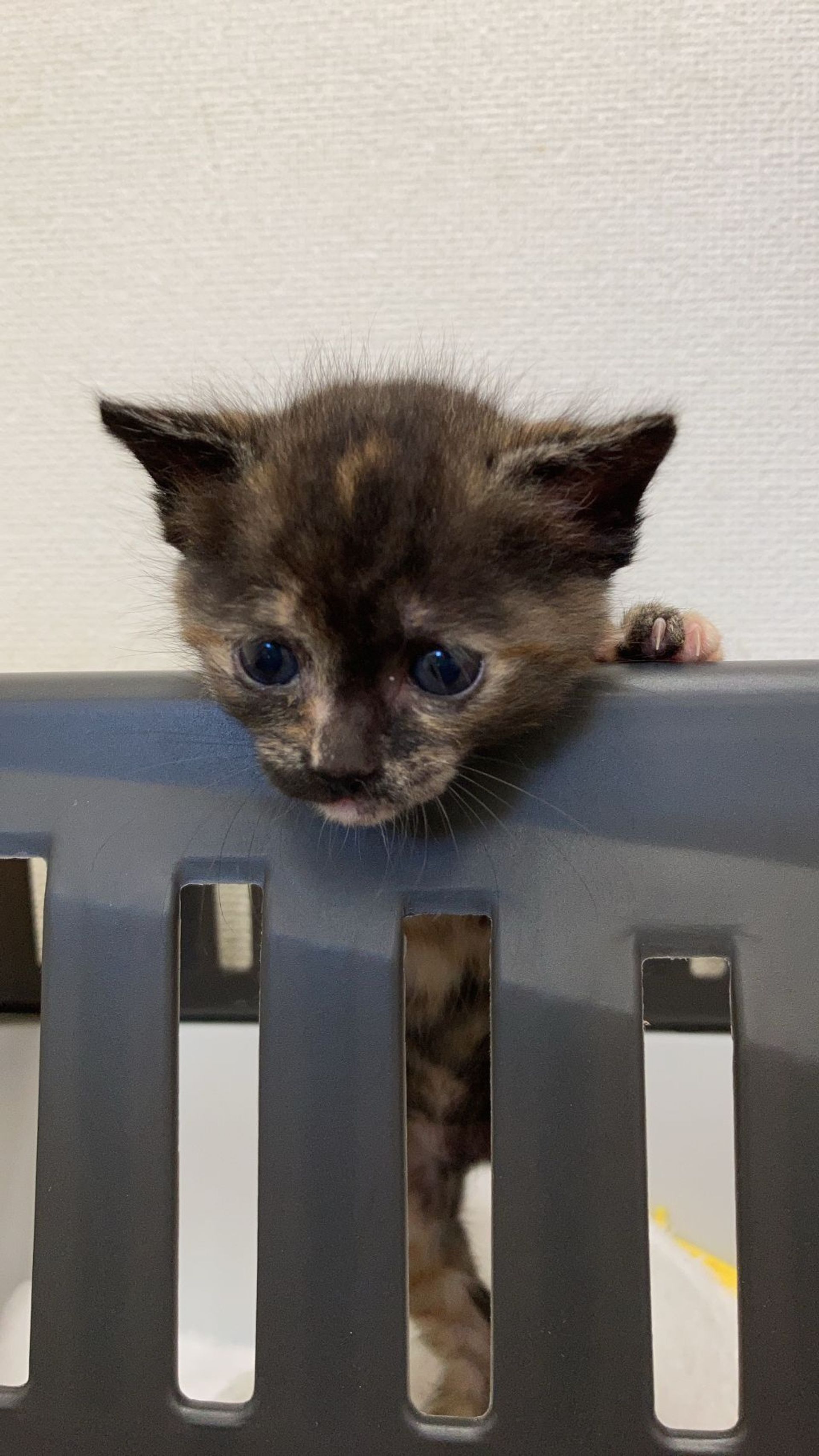 雑種（ミックス猫）・メスの里親募集の写真