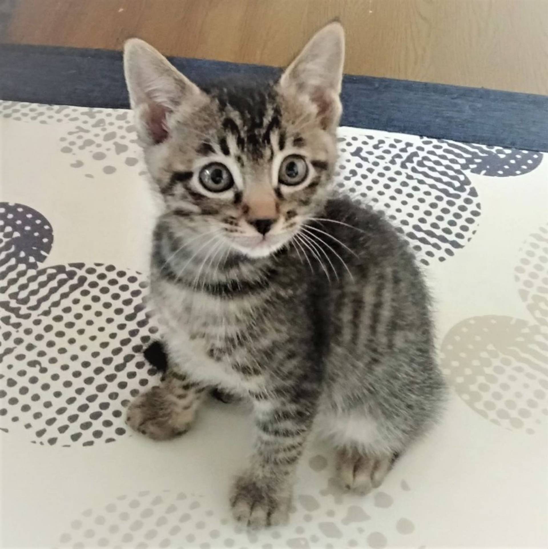 雑種（ミックス猫）・オスの里親募集の写真