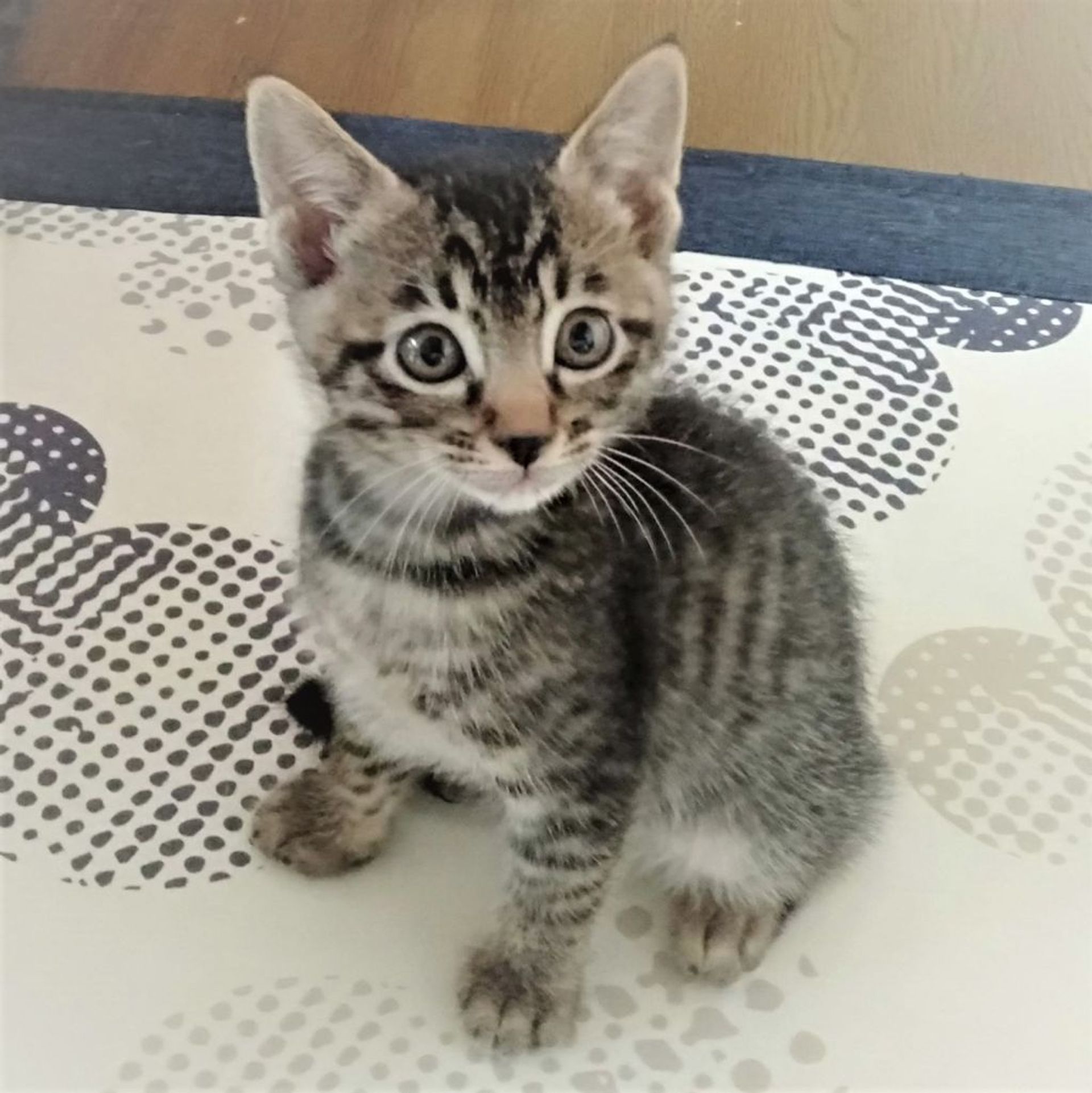 雑種（ミックス猫）・オスの里親募集の写真
