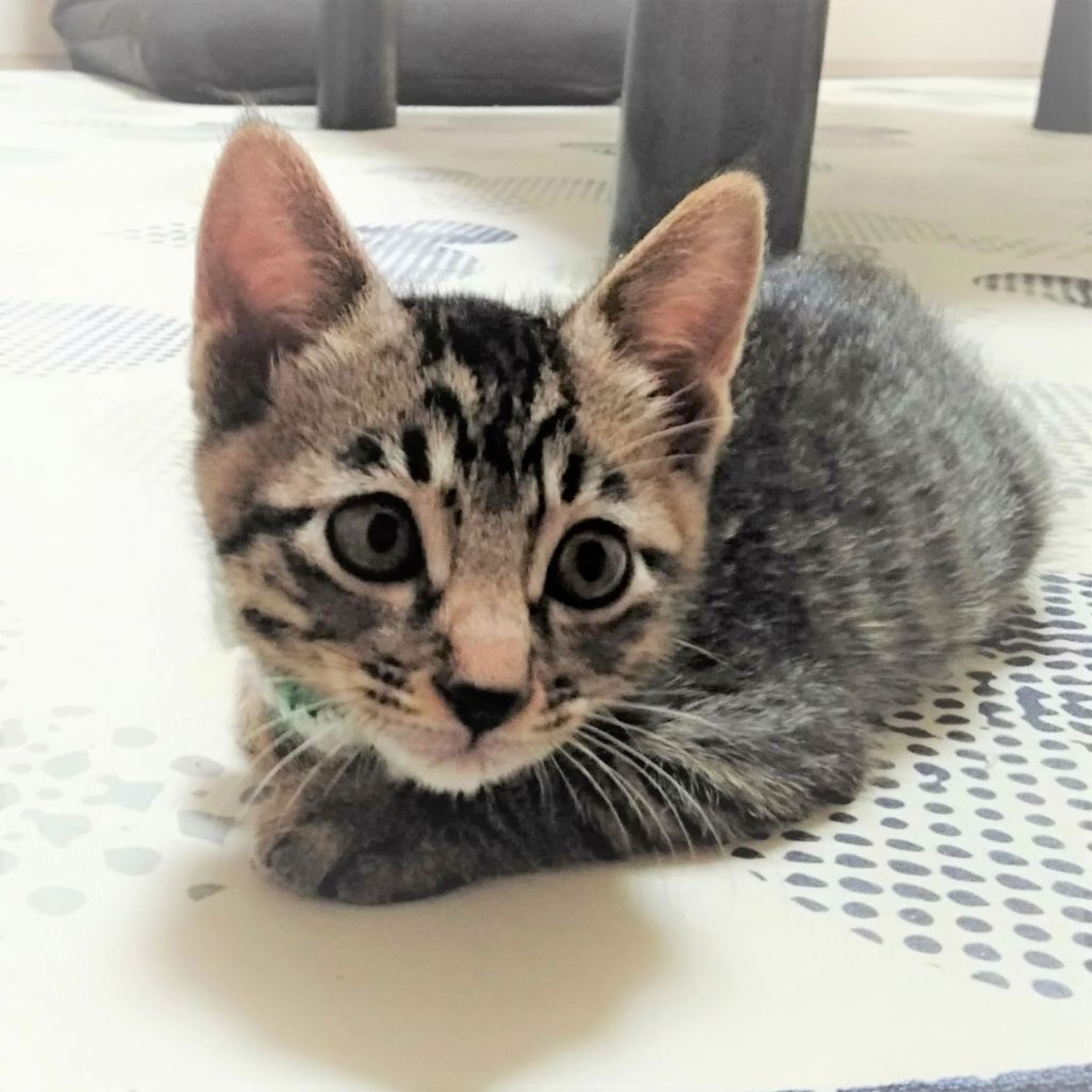 pet-image-3