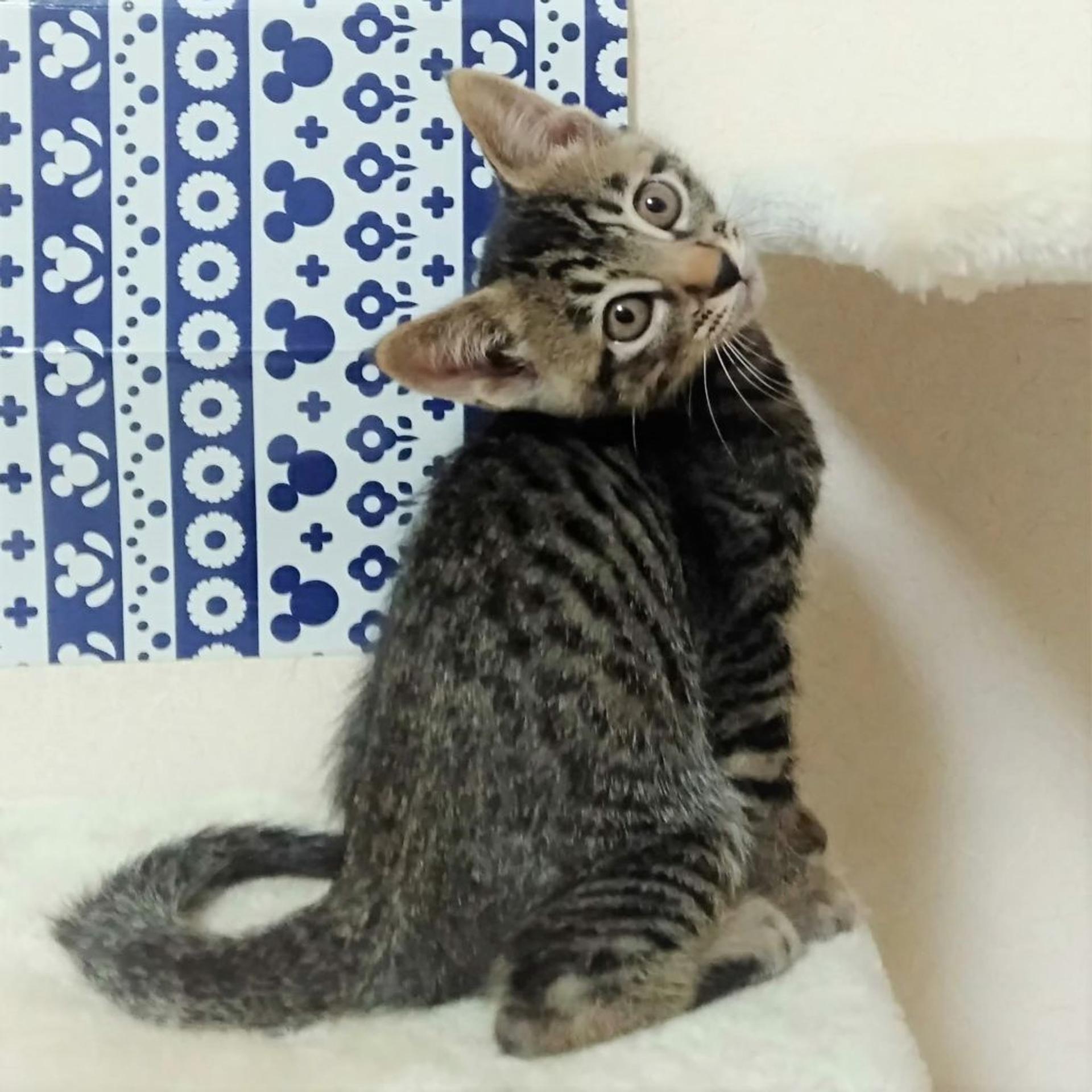 pet-image-5