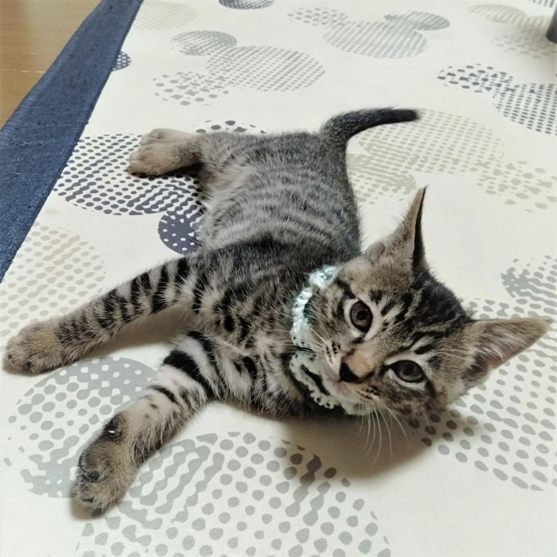 pet-image-6