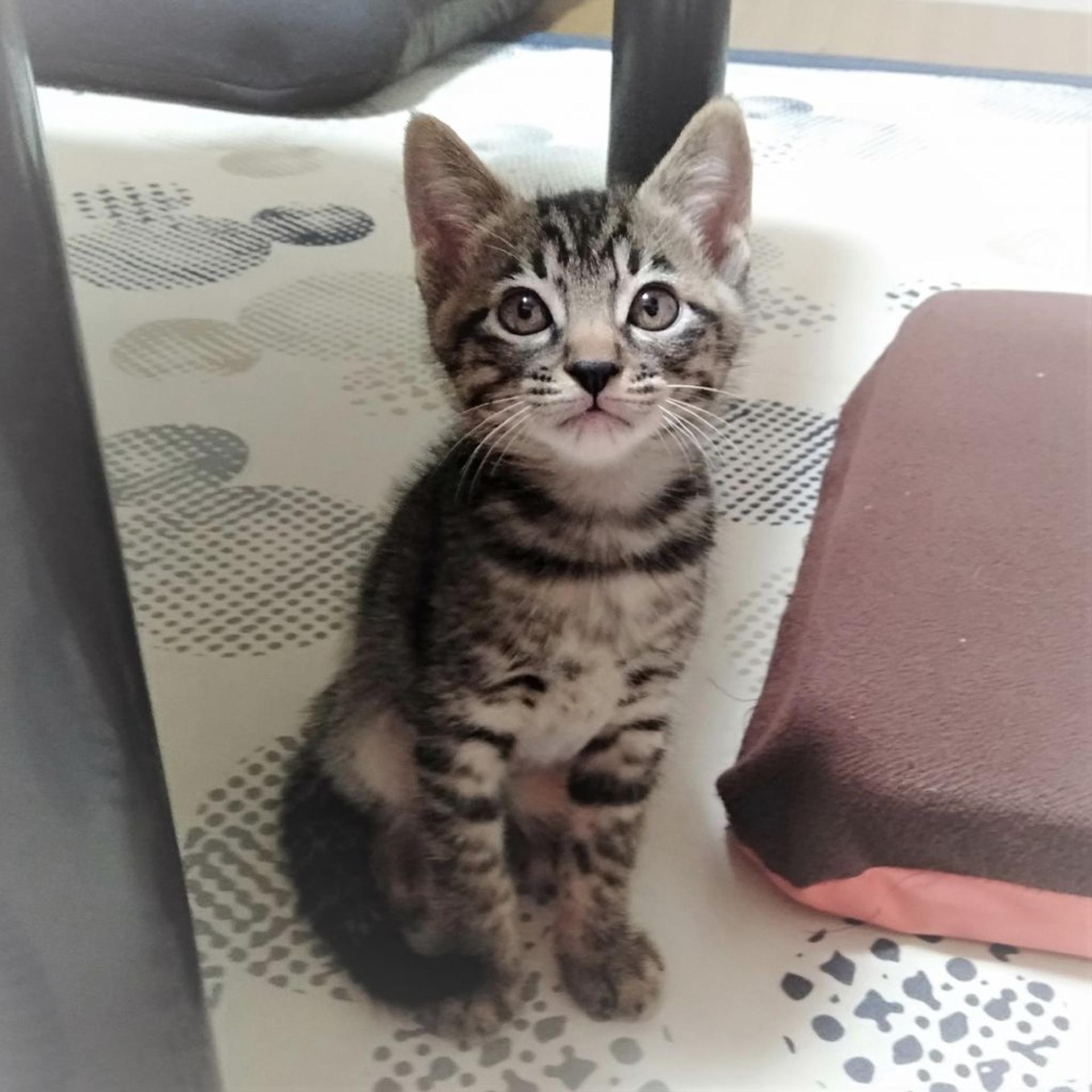 pet-image-7