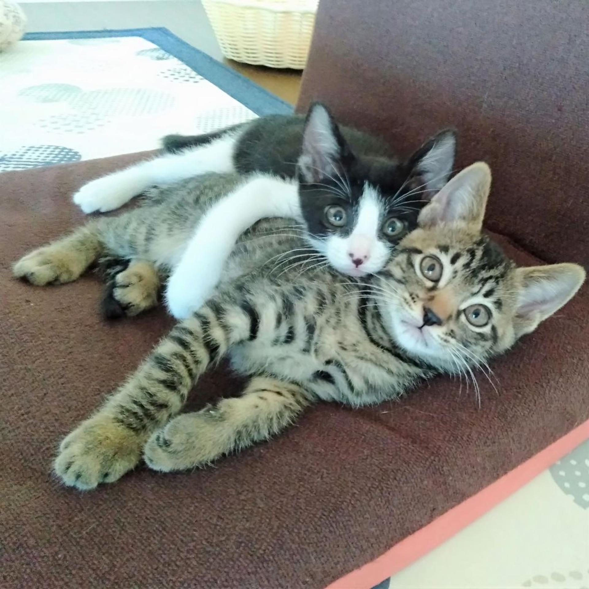 pet-image-9