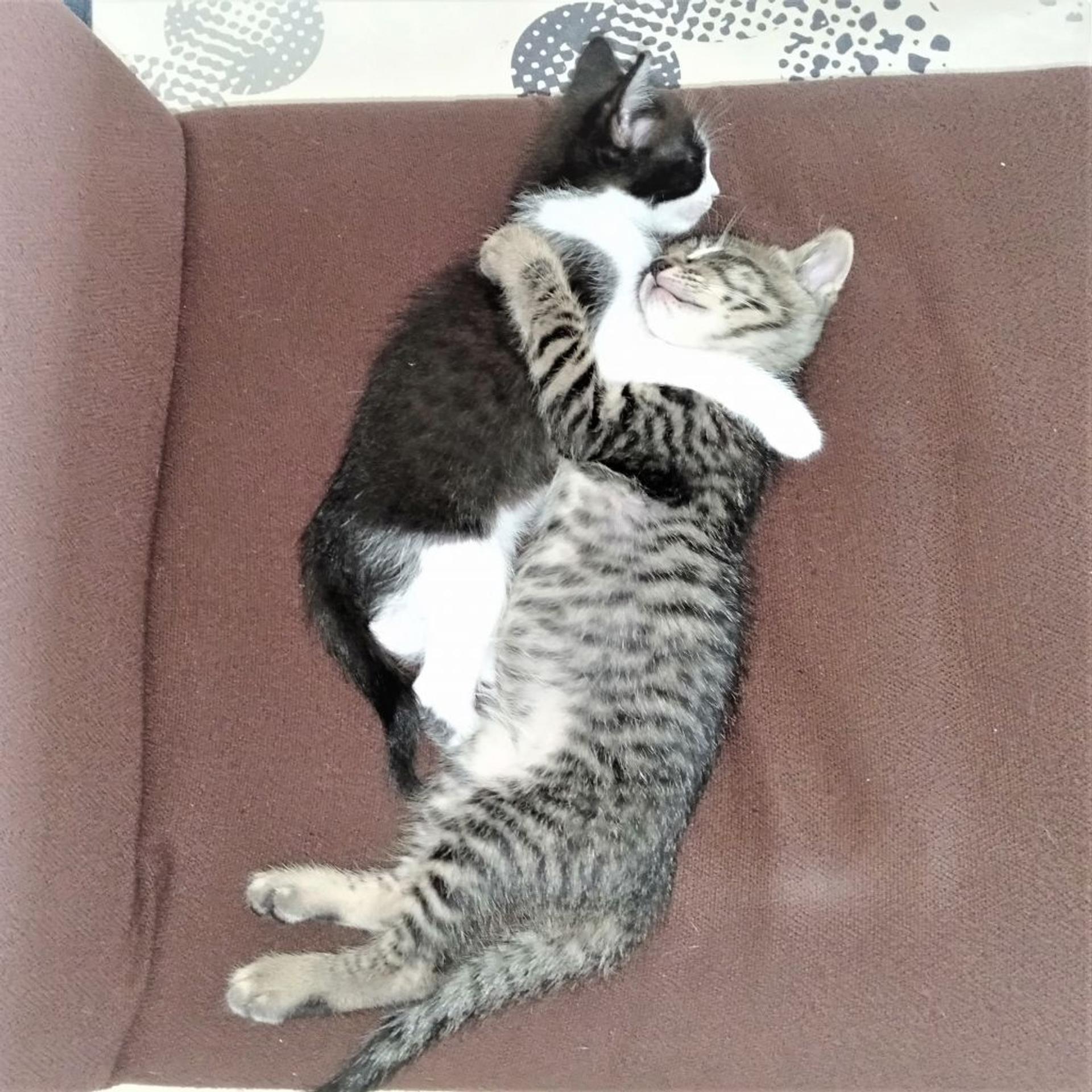 pet-image-10