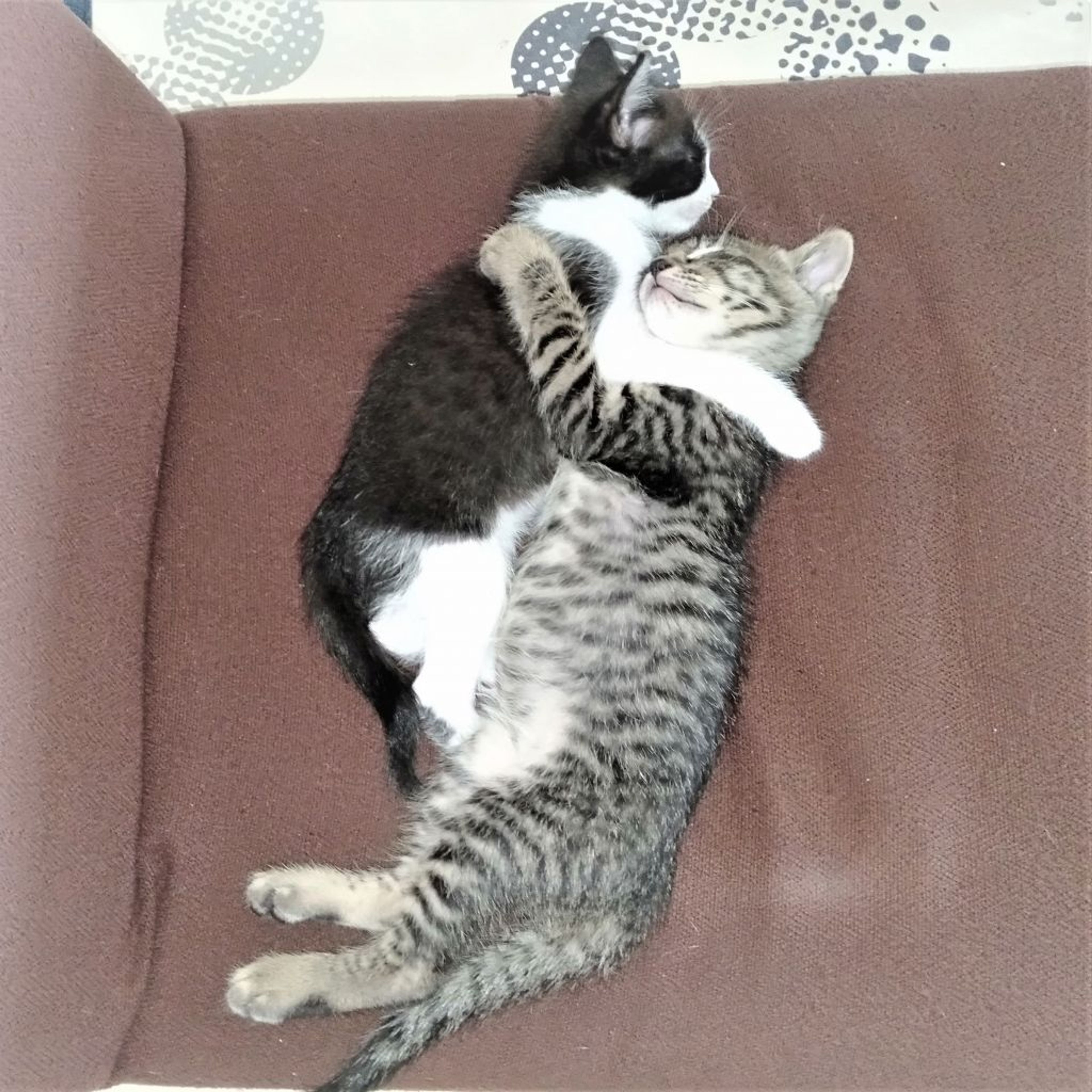 pet-image-10
