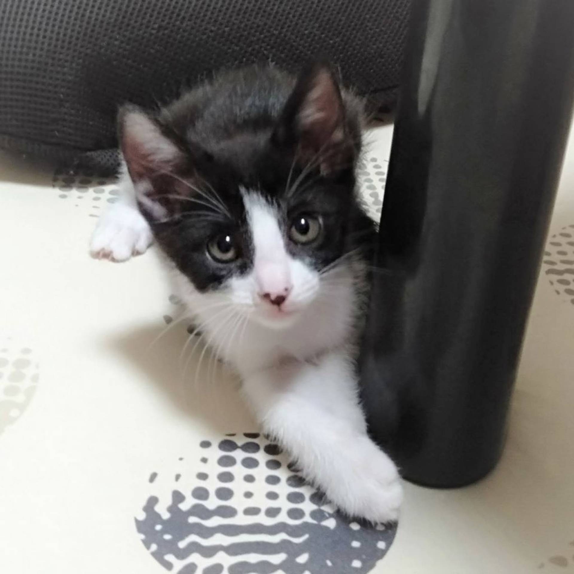 雑種（ミックス猫）・メスの里親募集の写真