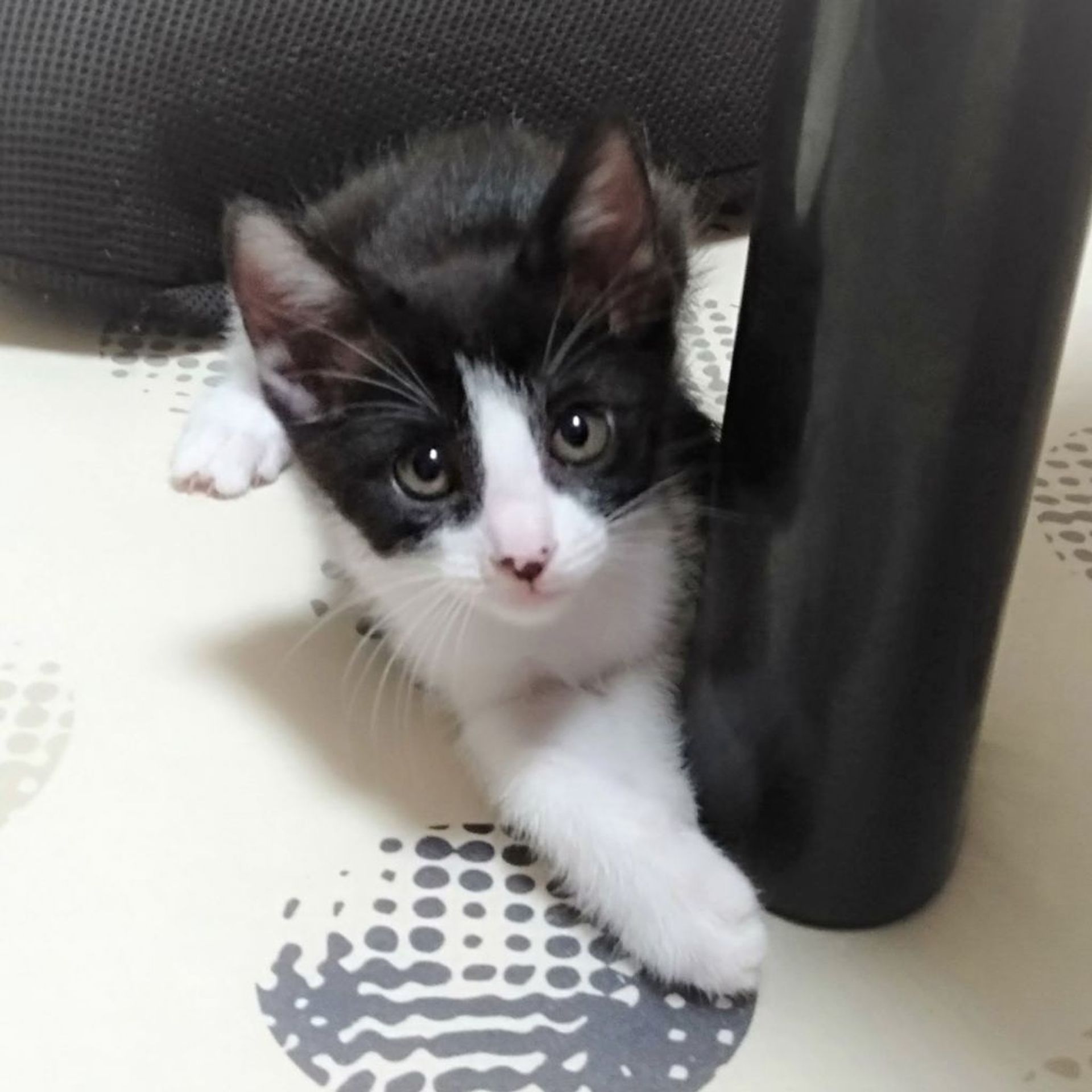 雑種（ミックス猫）・メスの里親募集の写真