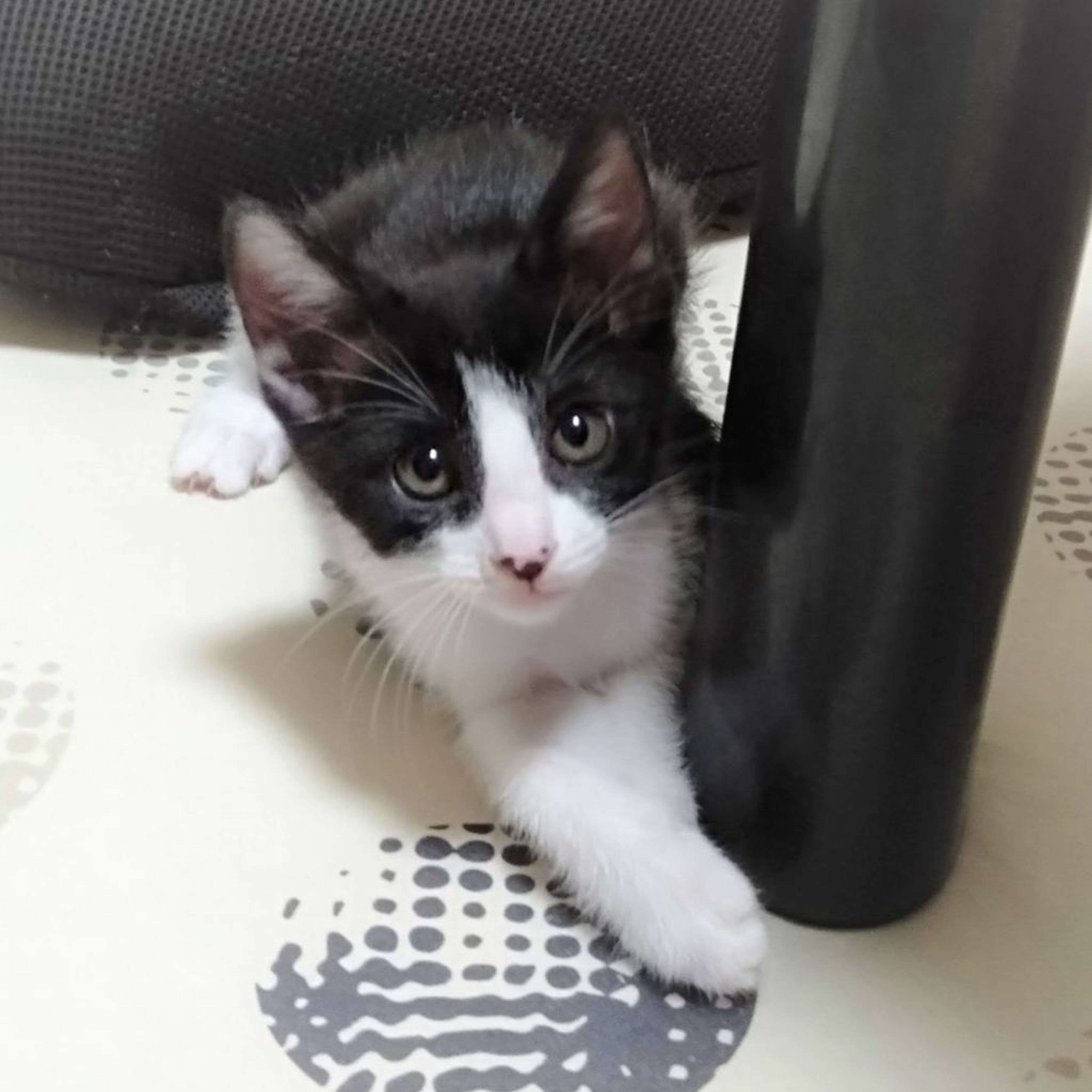 雑種（ミックス猫）・メスの里親募集の写真