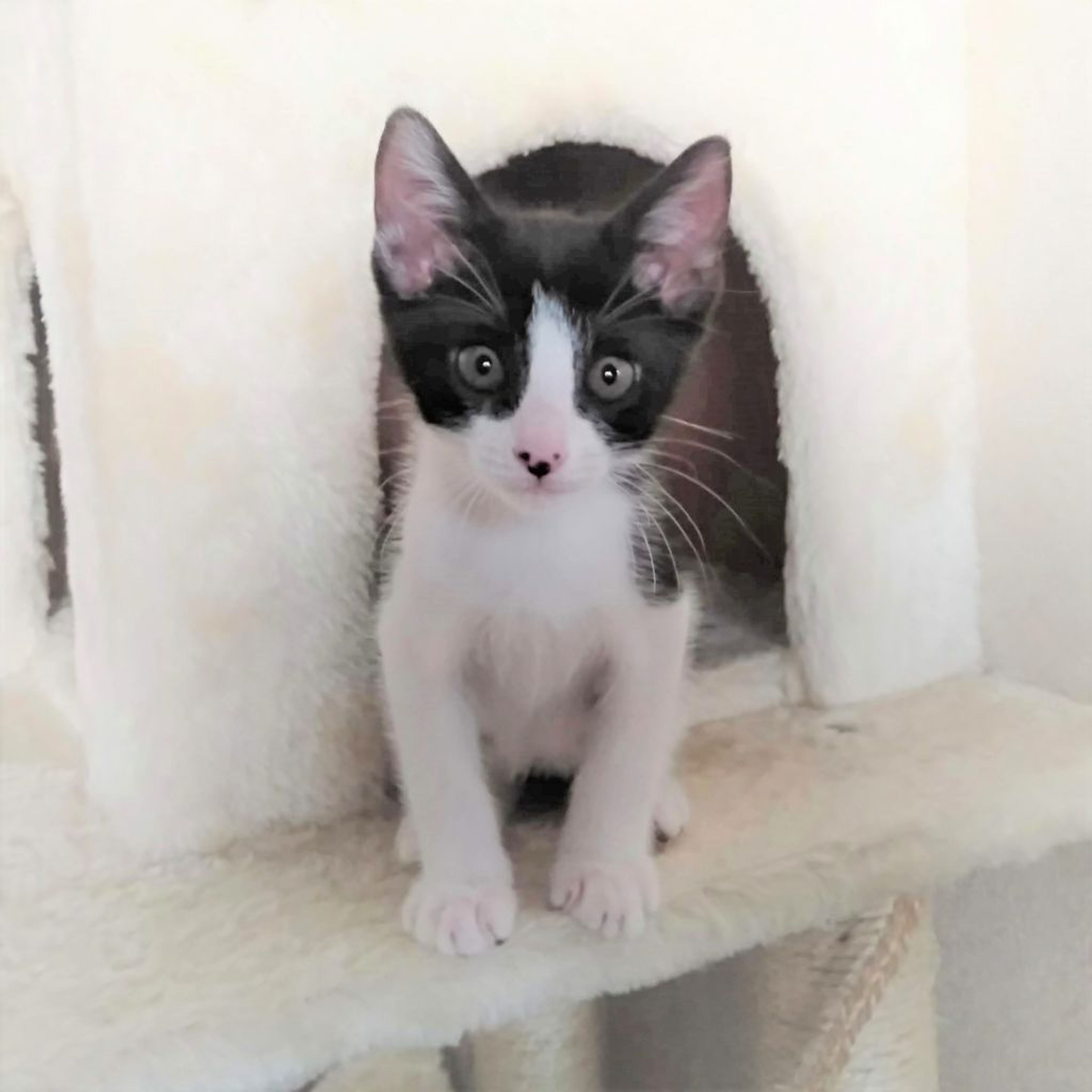 pet-image-3