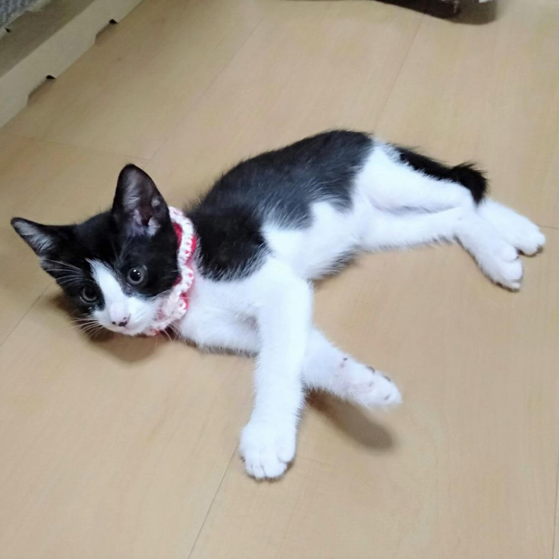 pet-image-5