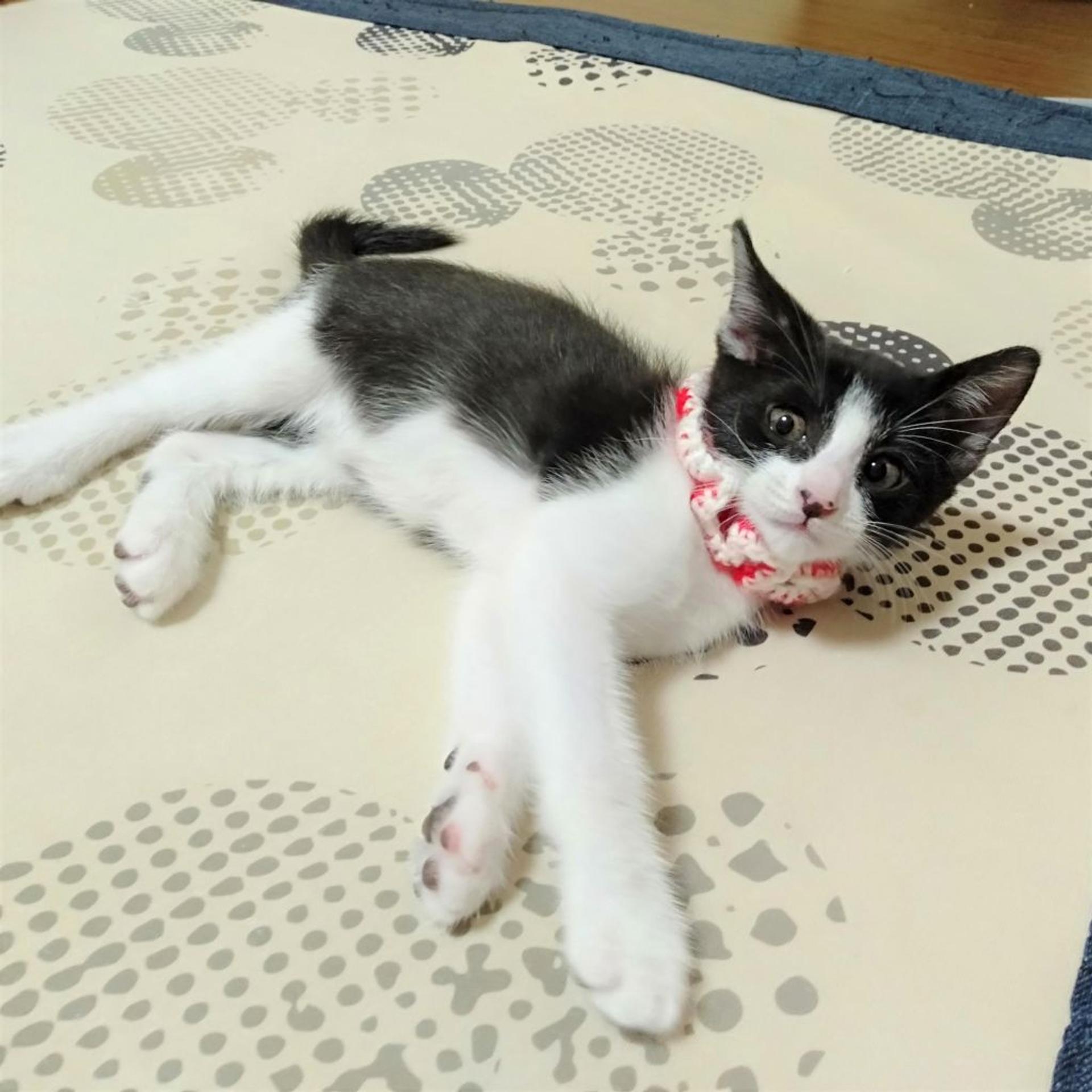 pet-image-6