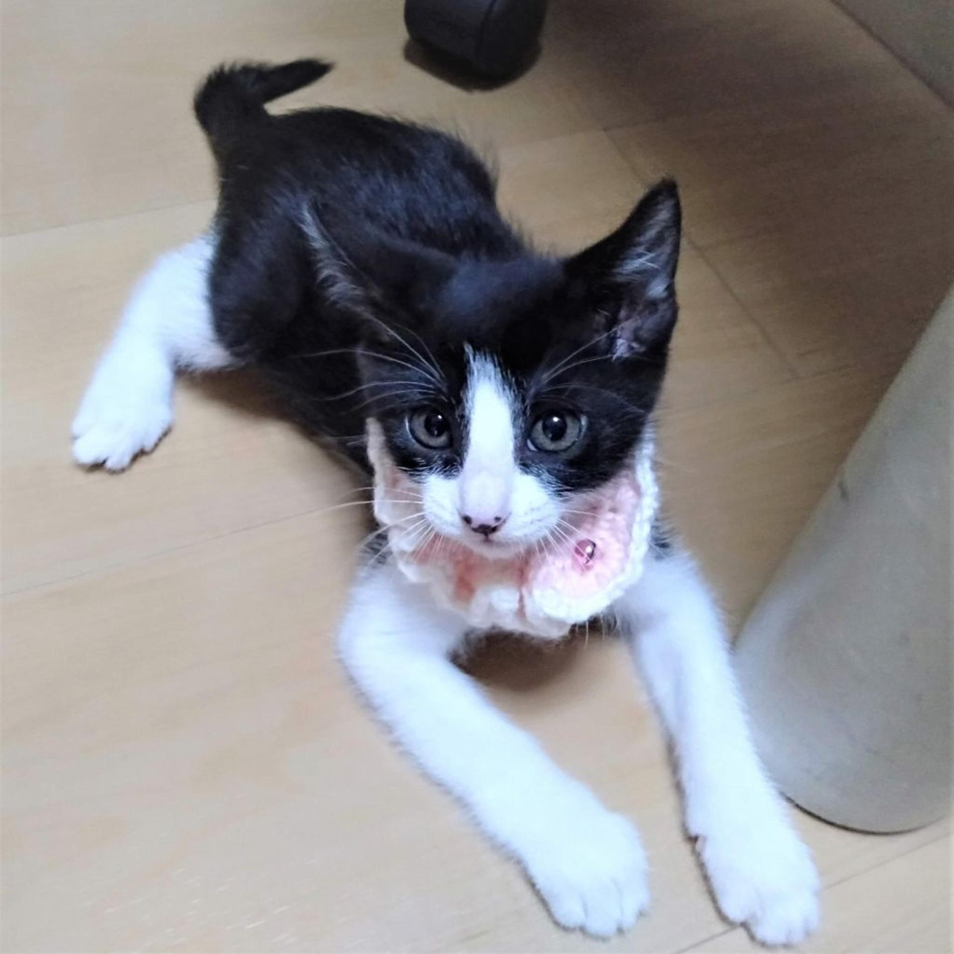 pet-image-7