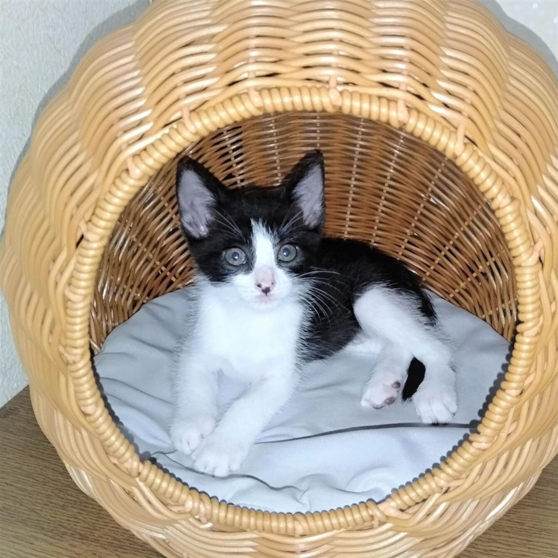 pet-image-8