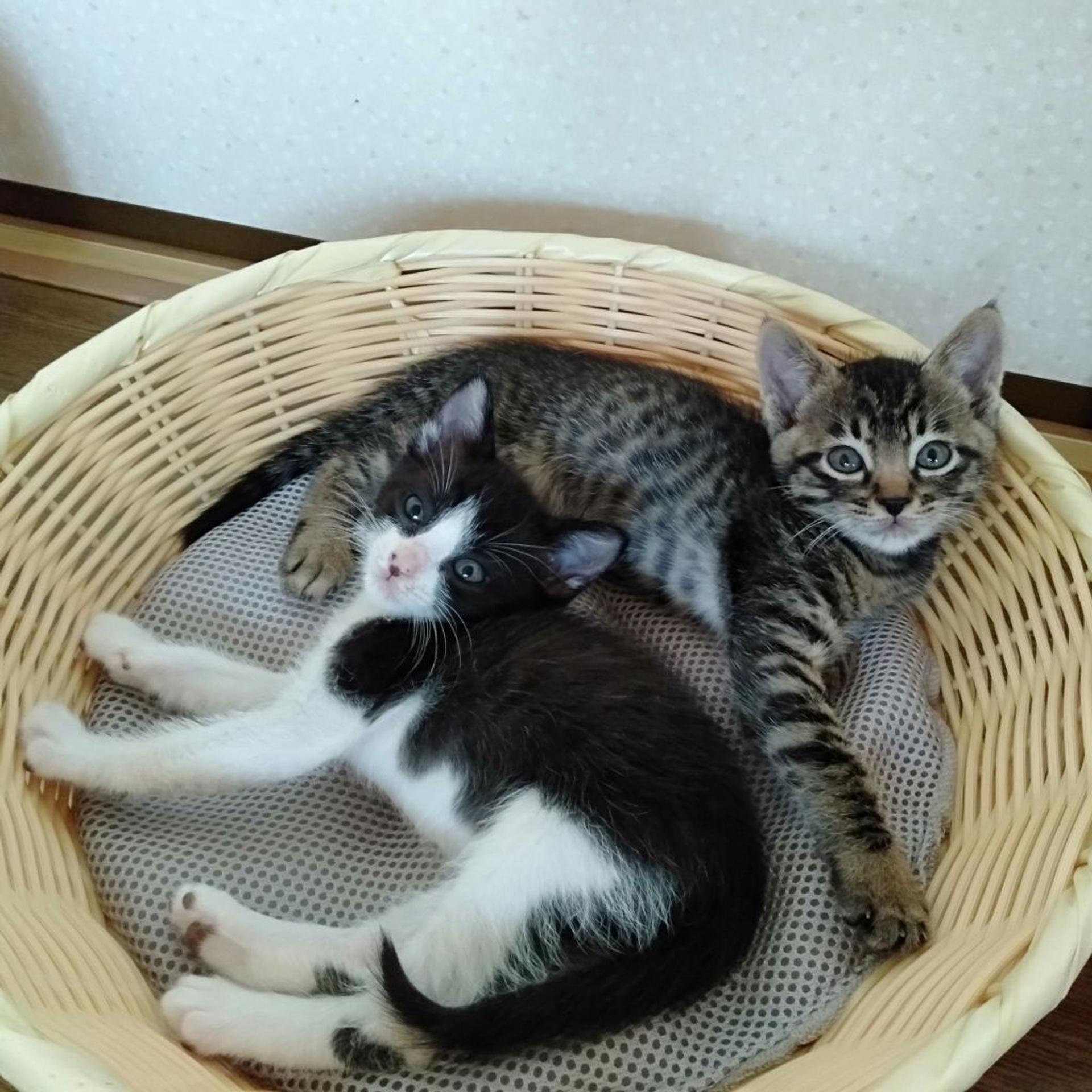 pet-image-9