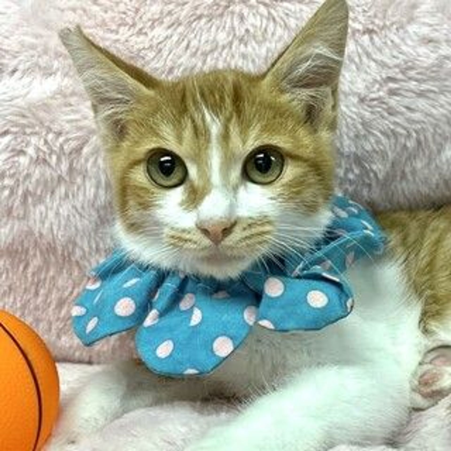 雑種（ミックス猫）・オスの里親募集の写真