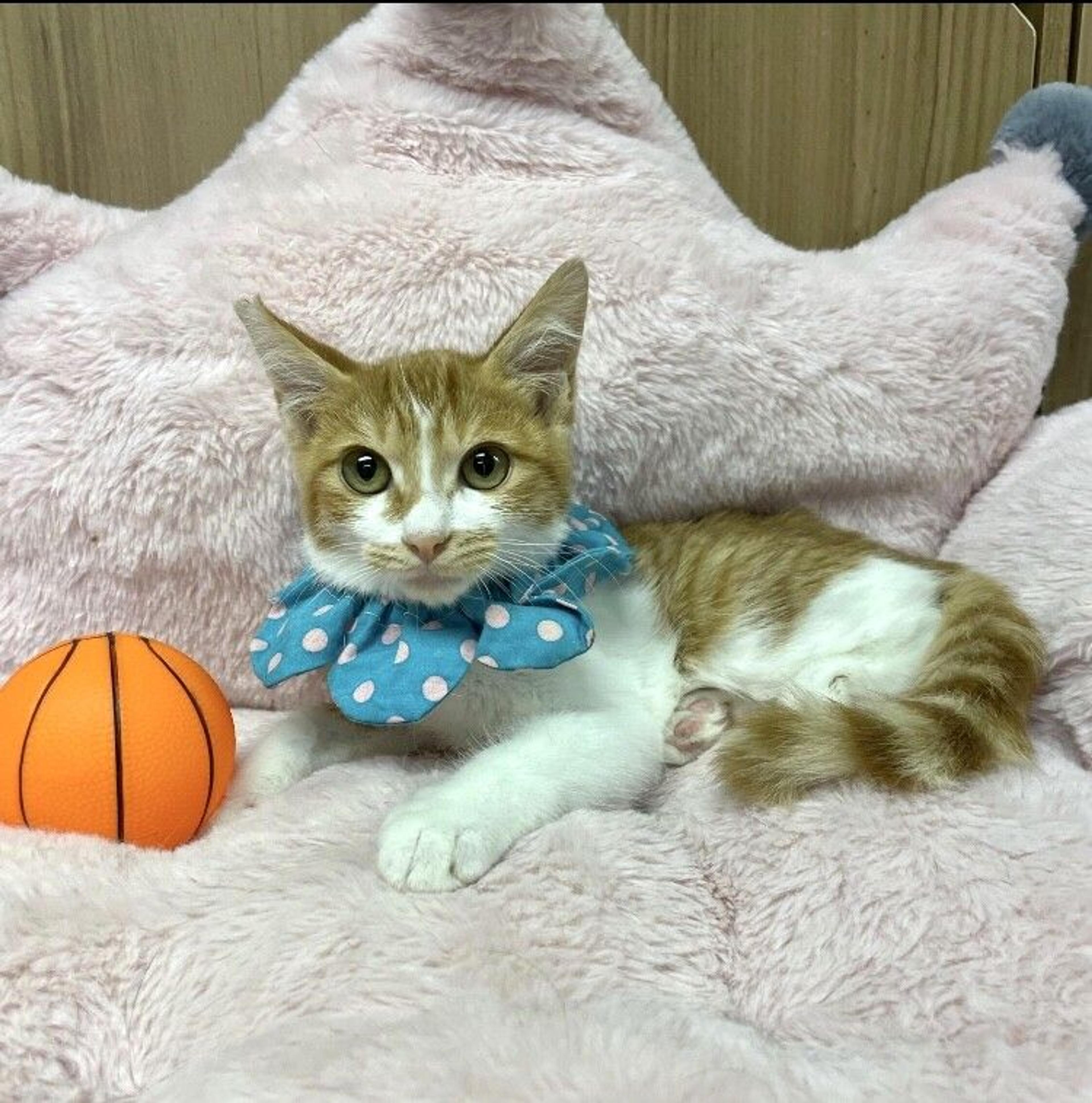 pet-image-3
