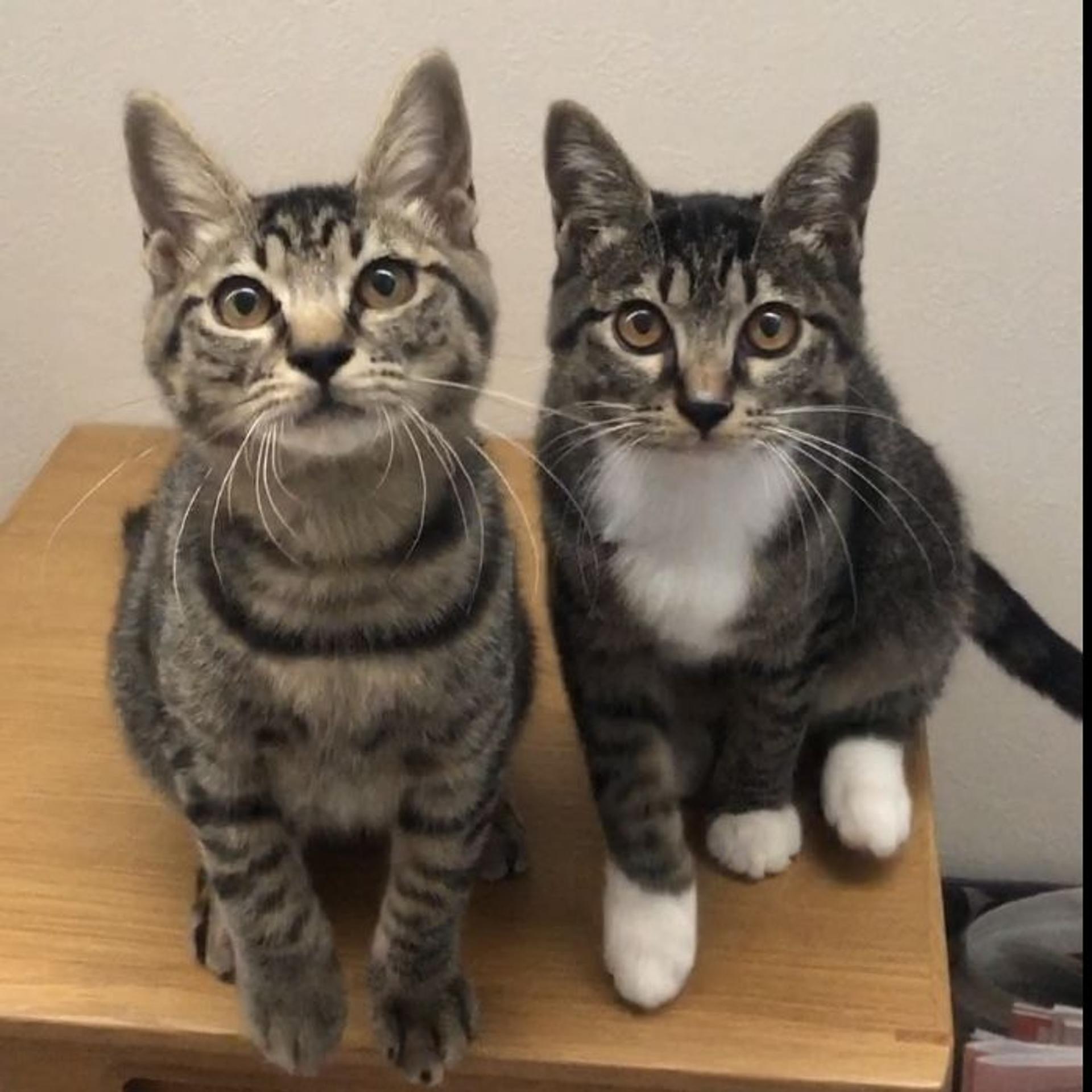 pet-image-3