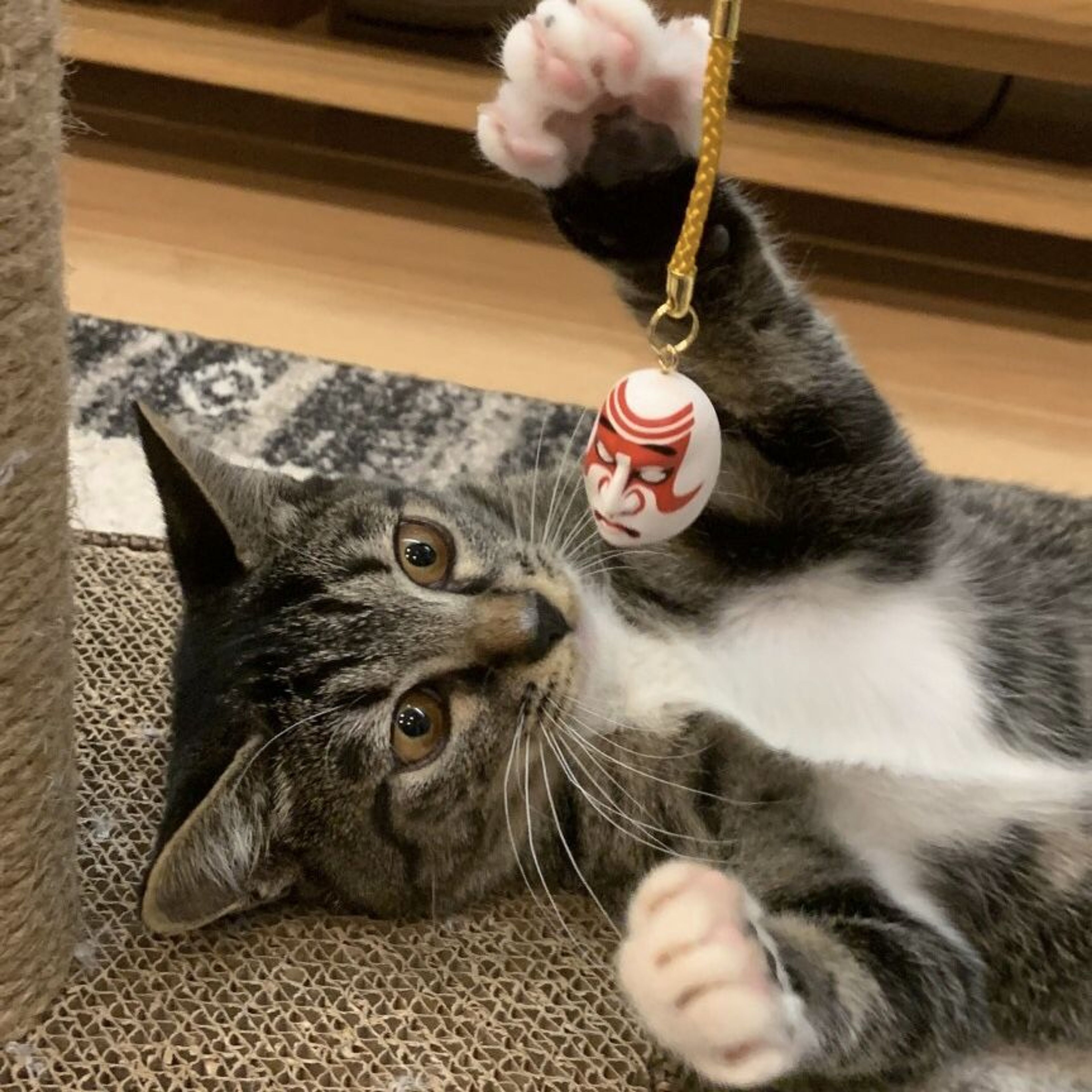 pet-image-6