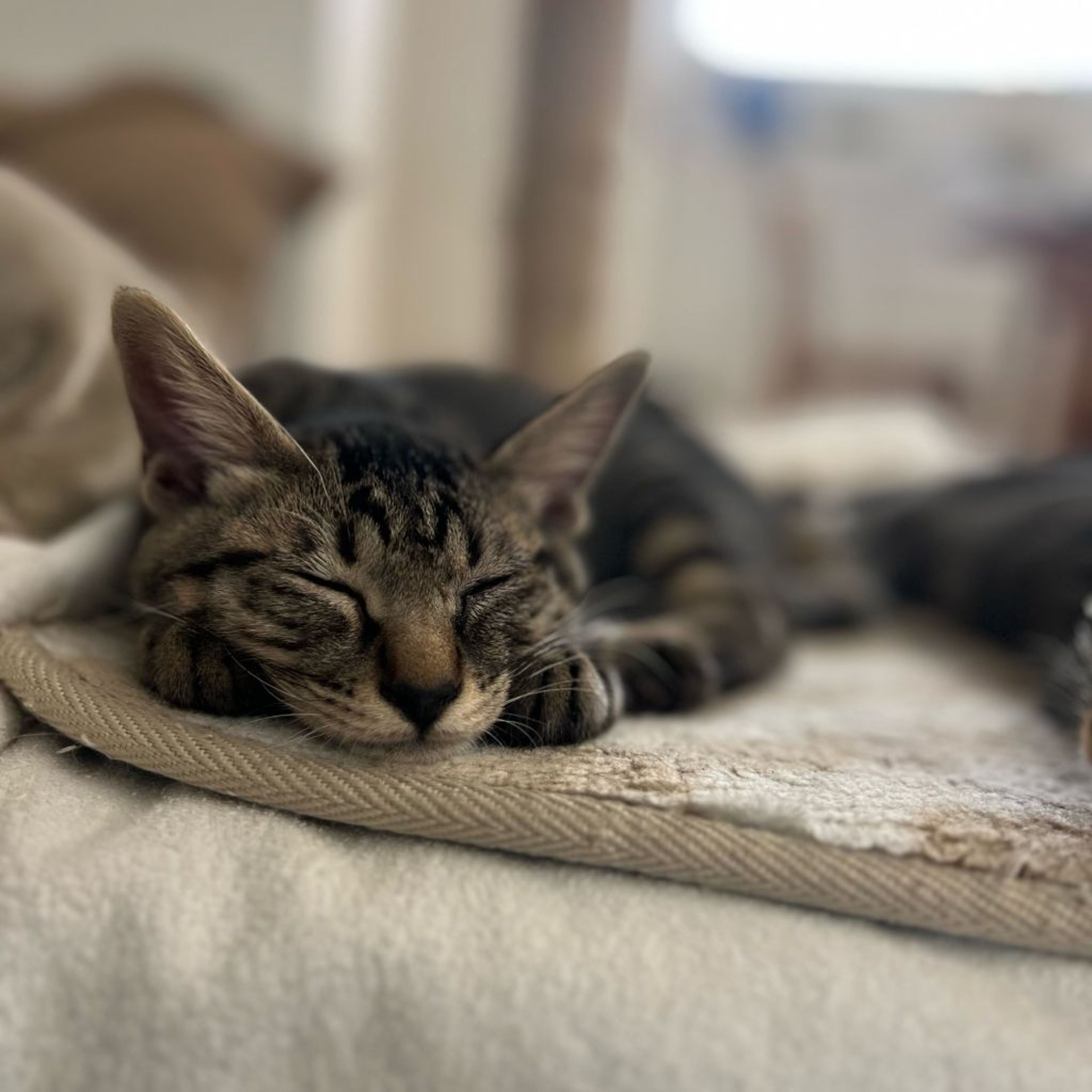 pet-image-5