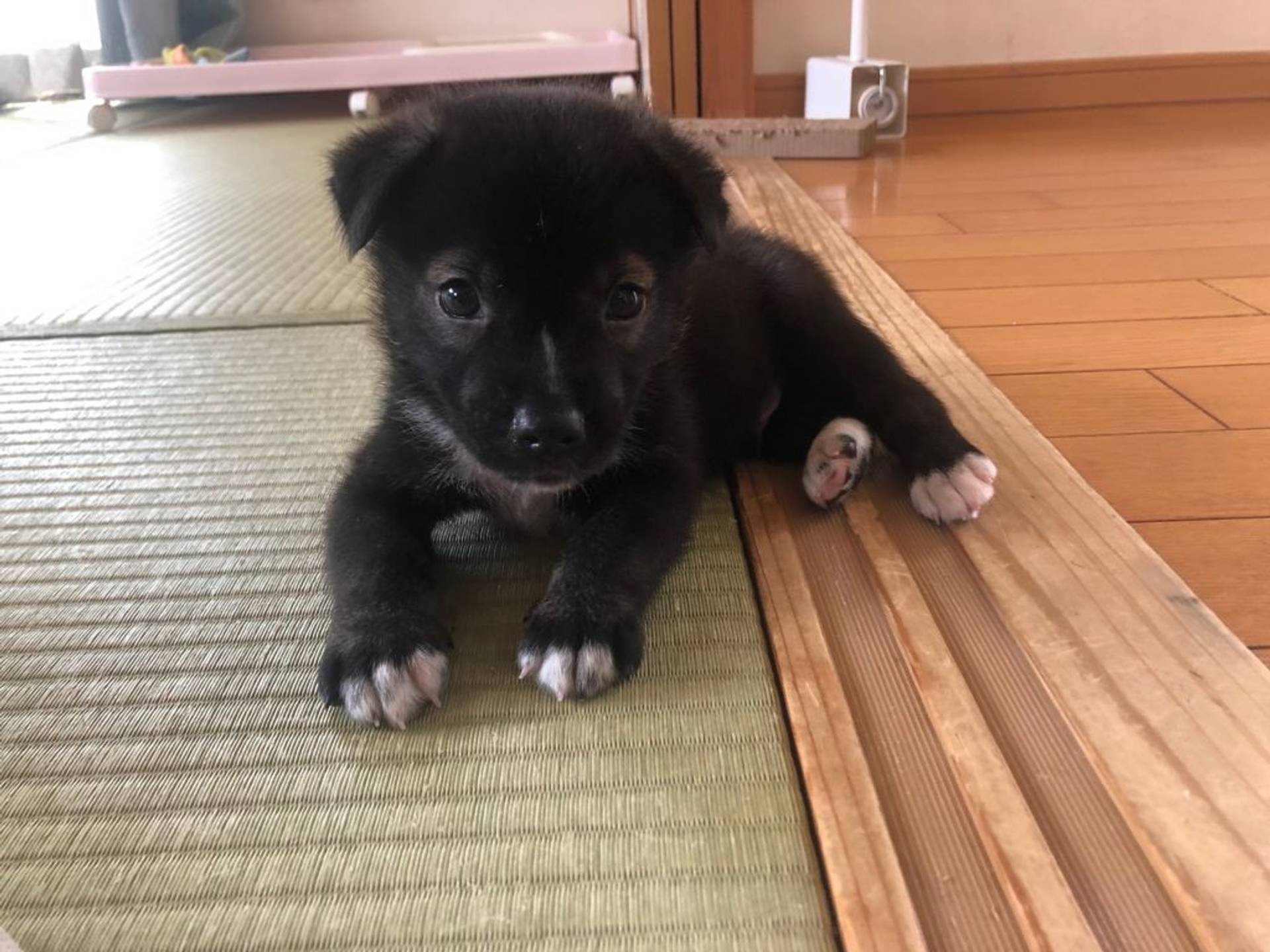雑種（ミックス犬）・オスの里親募集の写真