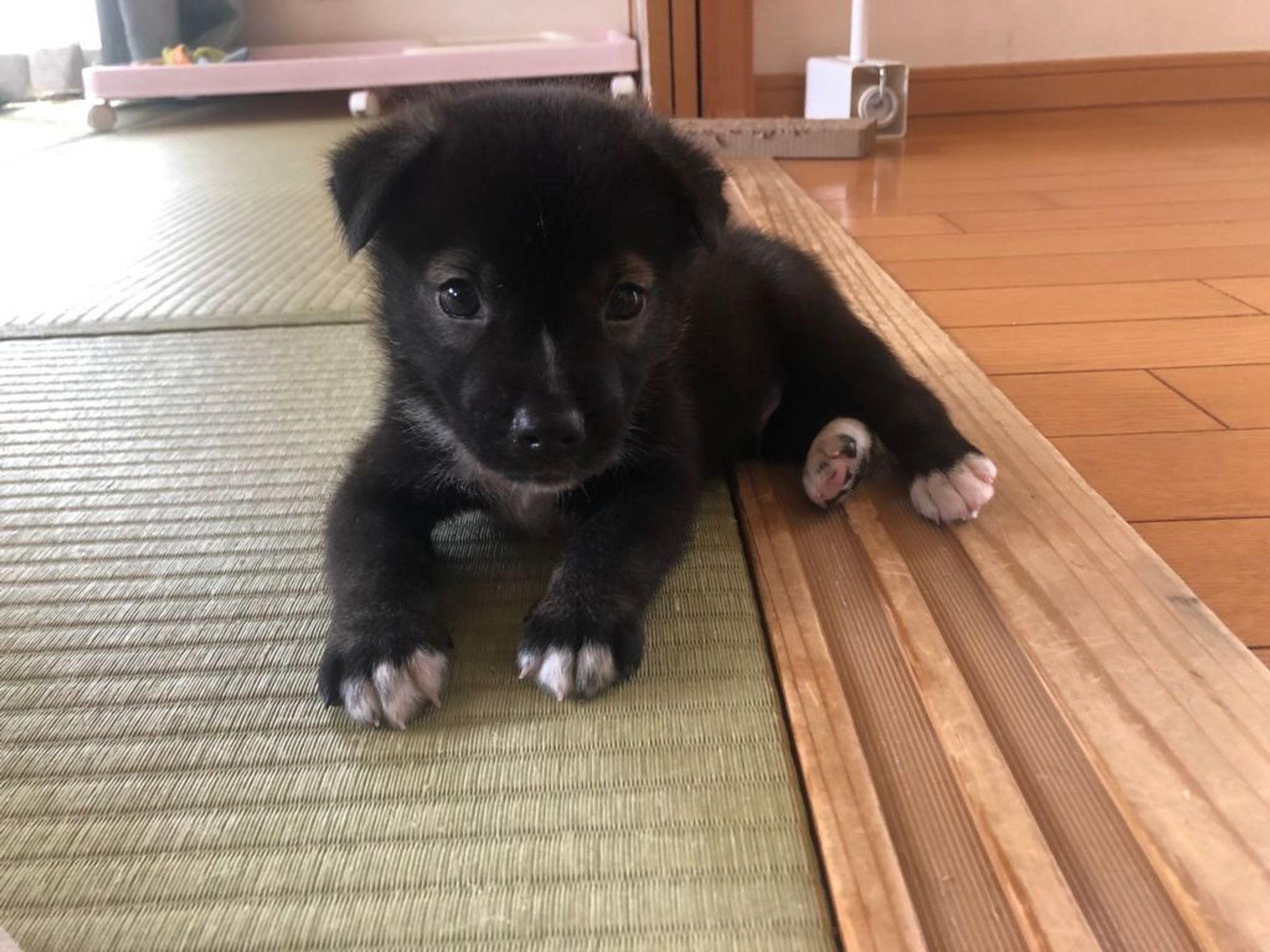雑種（ミックス犬）・オスの里親募集の写真