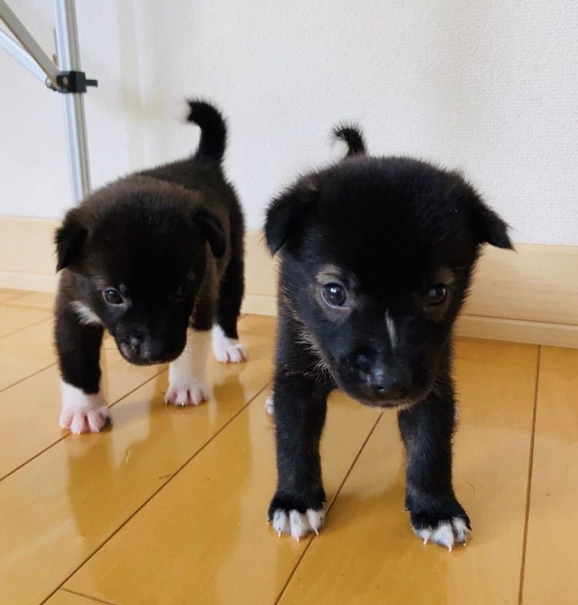 pet-image-4
