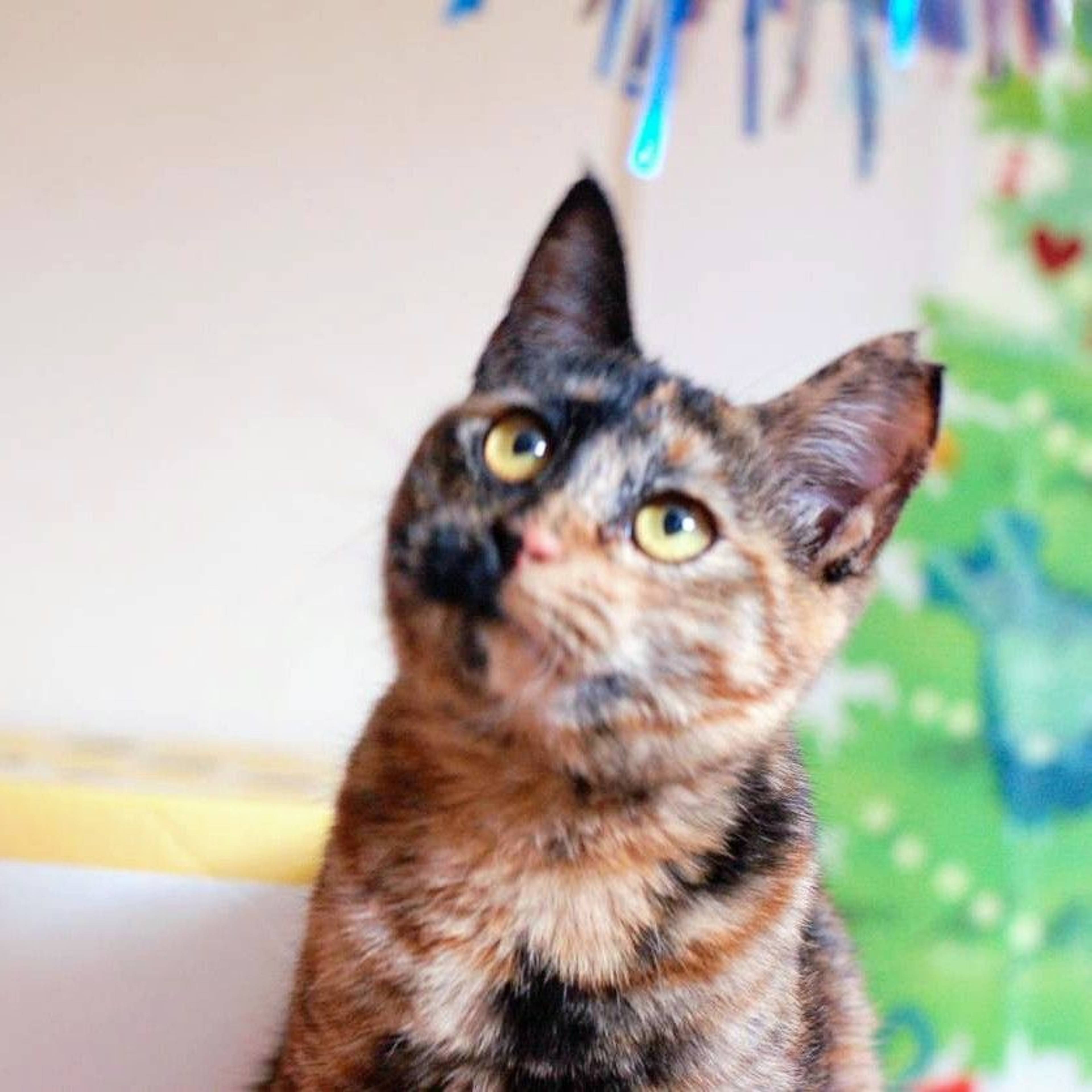 雑種（ミックス猫）・メスの里親募集の写真