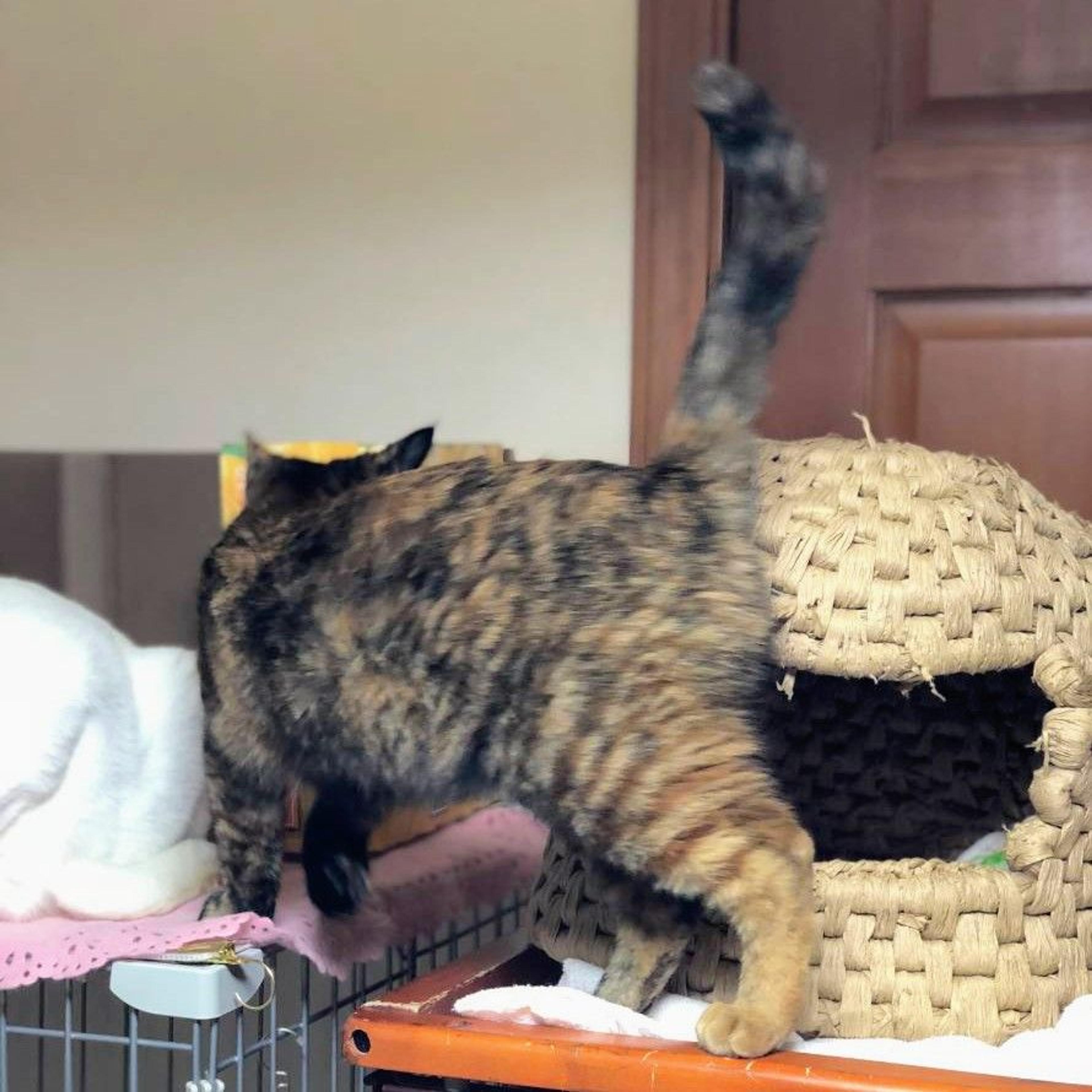 pet-image-3