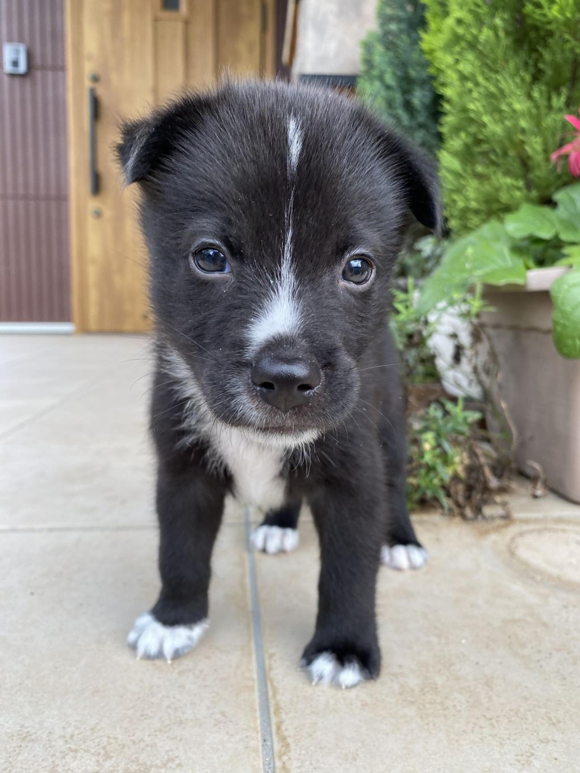 pet-image-3