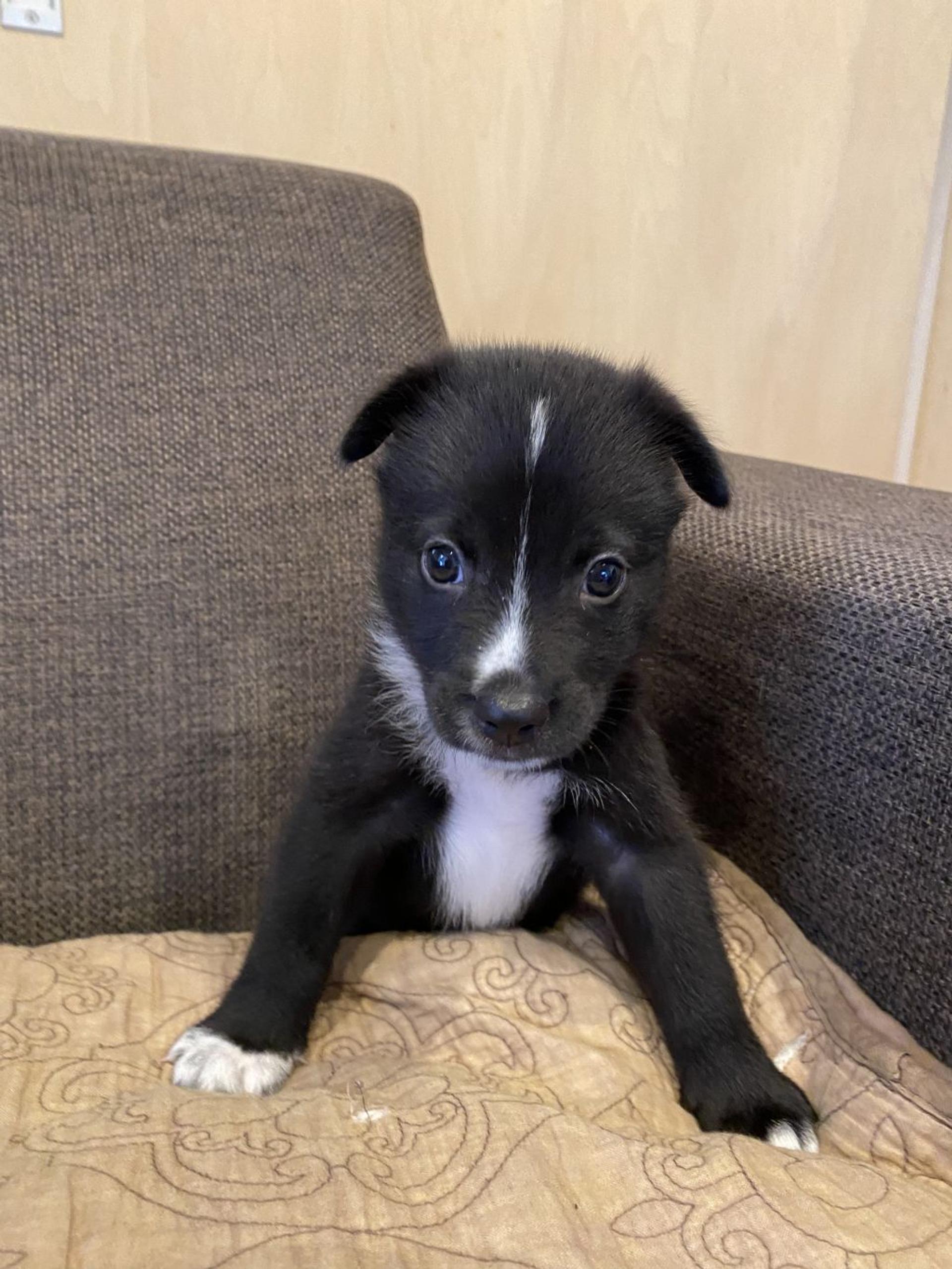 pet-image-4