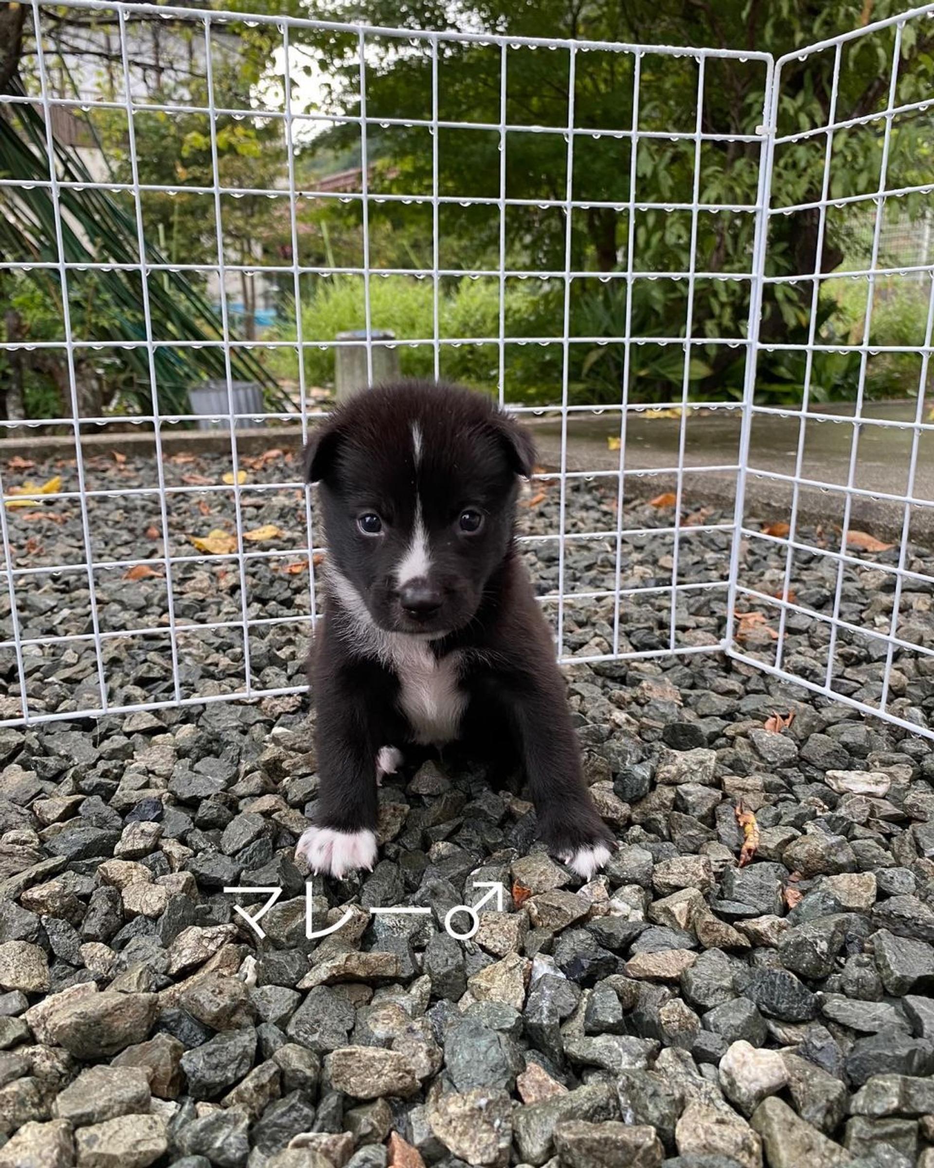 pet-image-5